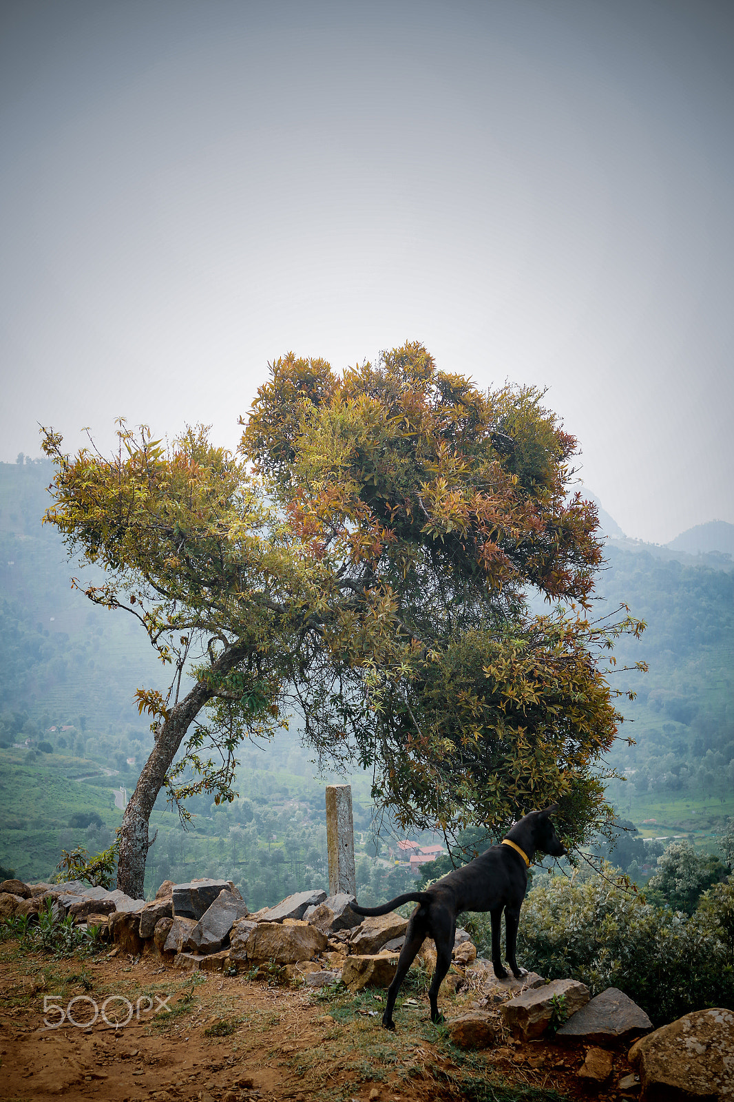 Samsung NX2000 sample photo. Trekking into the forest photography