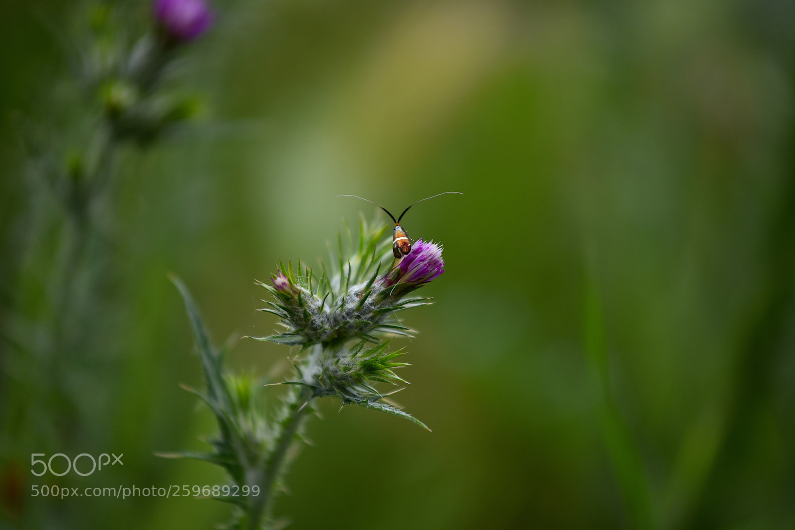 Nikon D750 sample photo. Le sue antenne spuntavano  photography