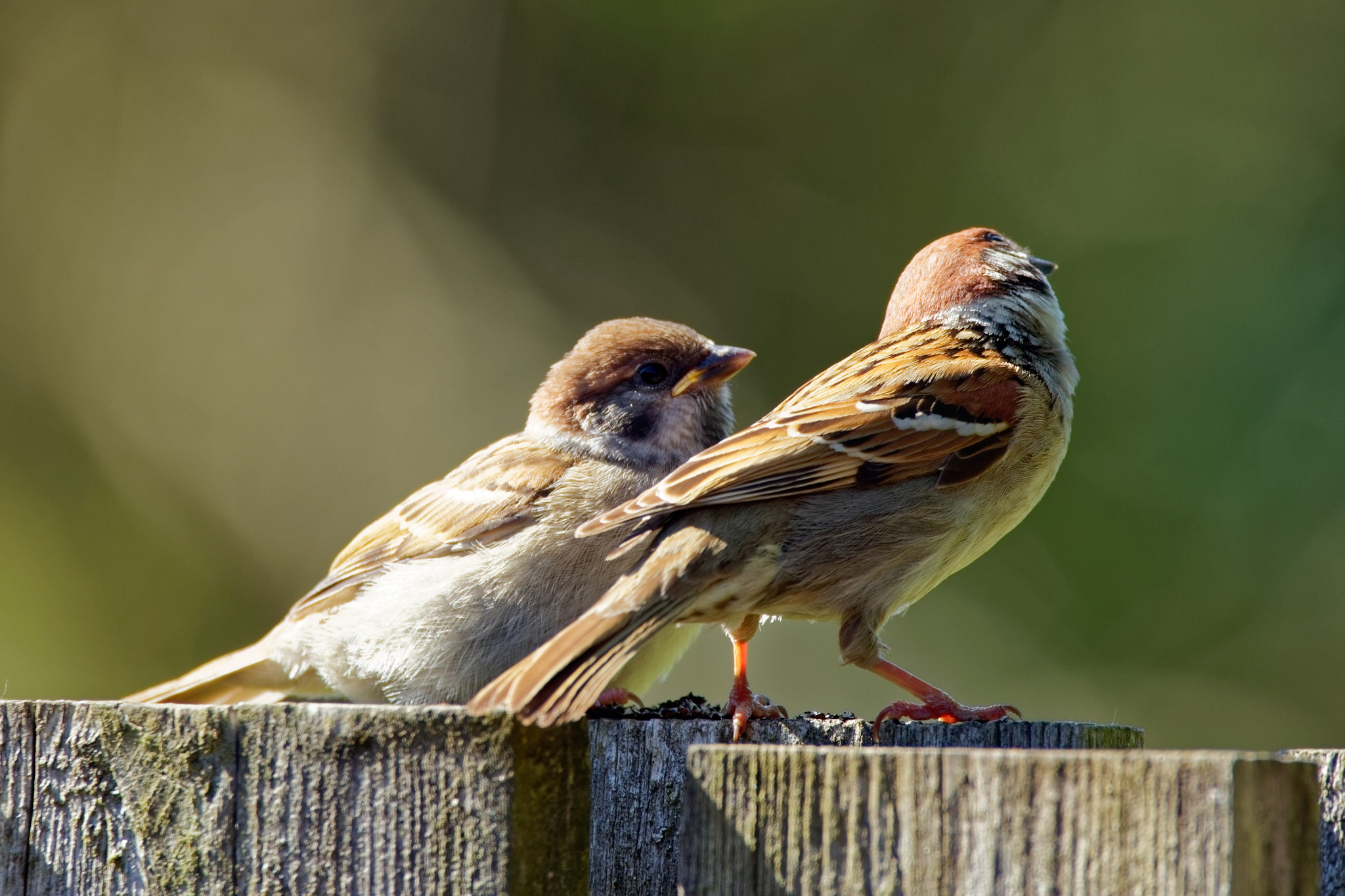 Sigma 150-600mm F5-6.3 DG OS HSM | C sample photo. Birds in love photography