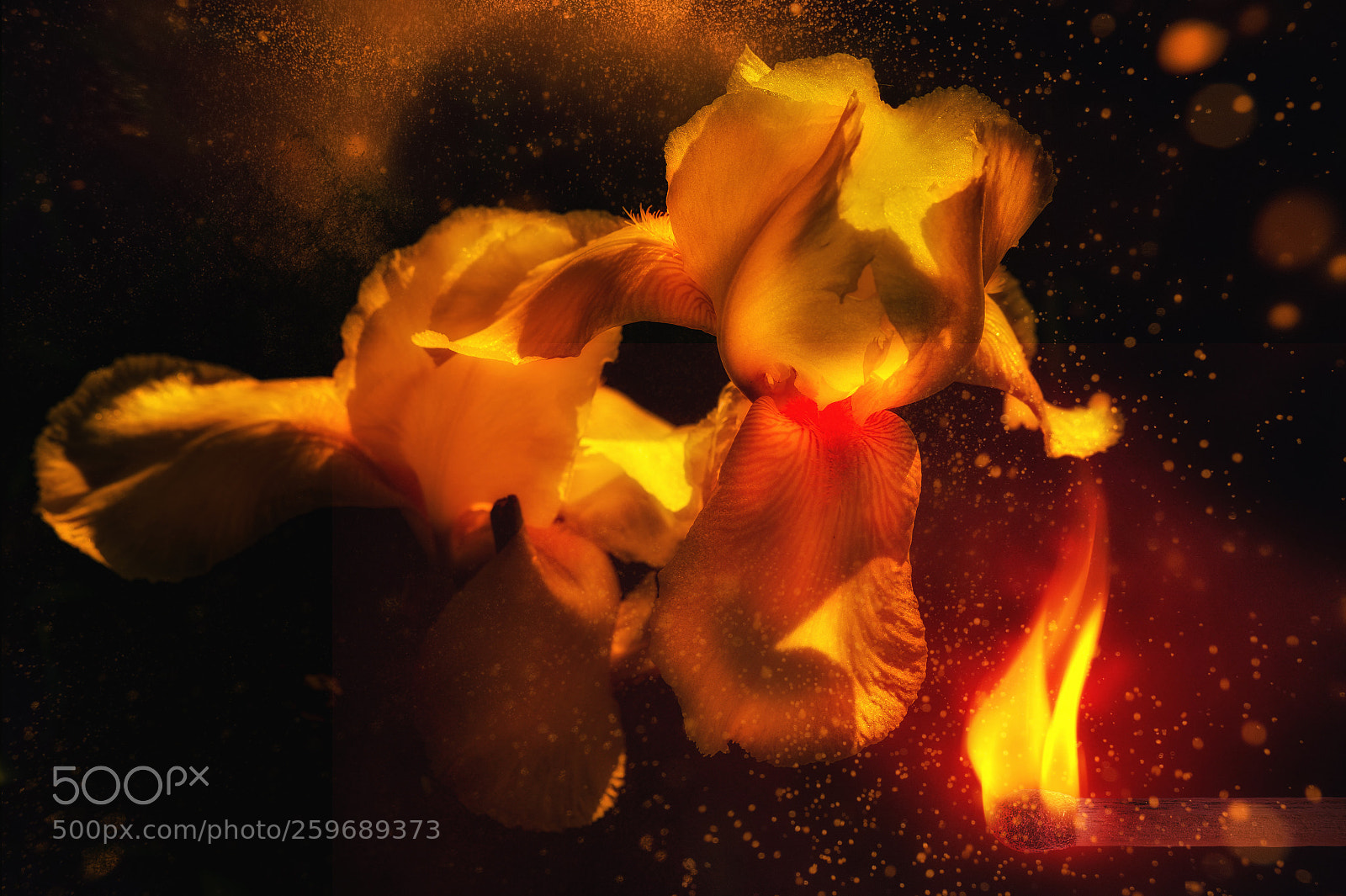 Nikon D4 sample photo. Iris on fire photography