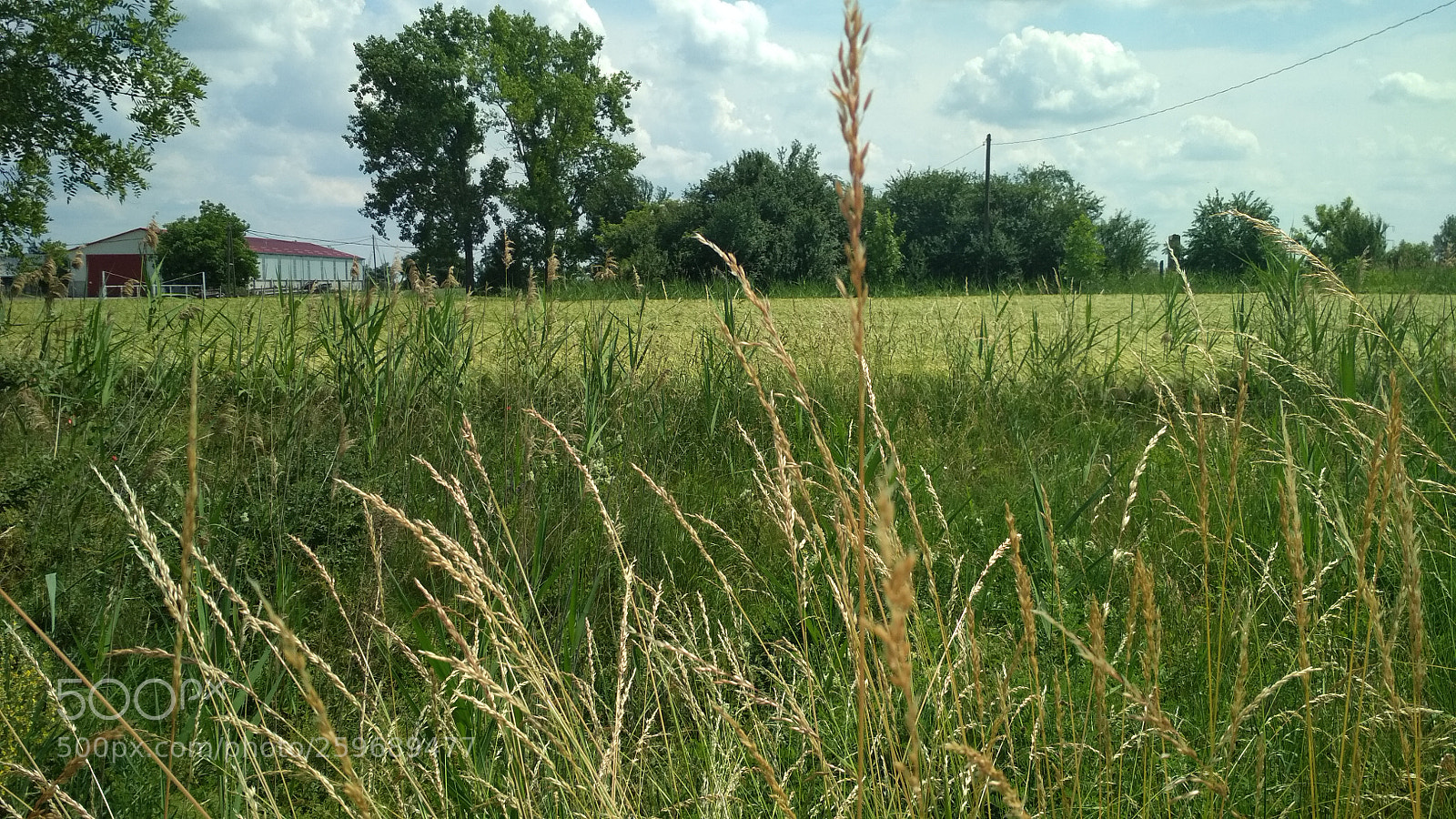 Xiaomi Redmi 4X sample photo. Búza tábla photography