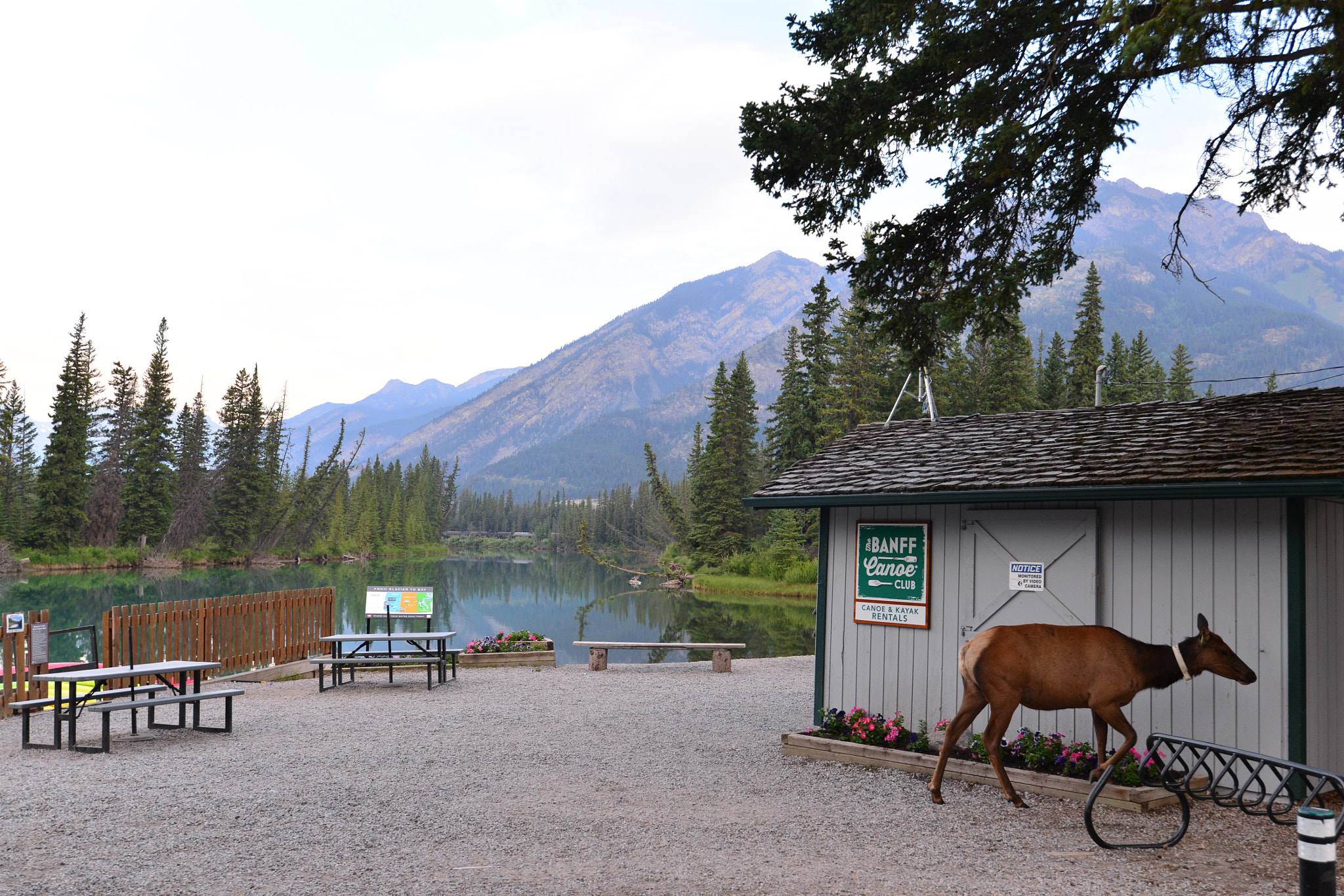 Nikon D610 sample photo. Morning at banff town center photography