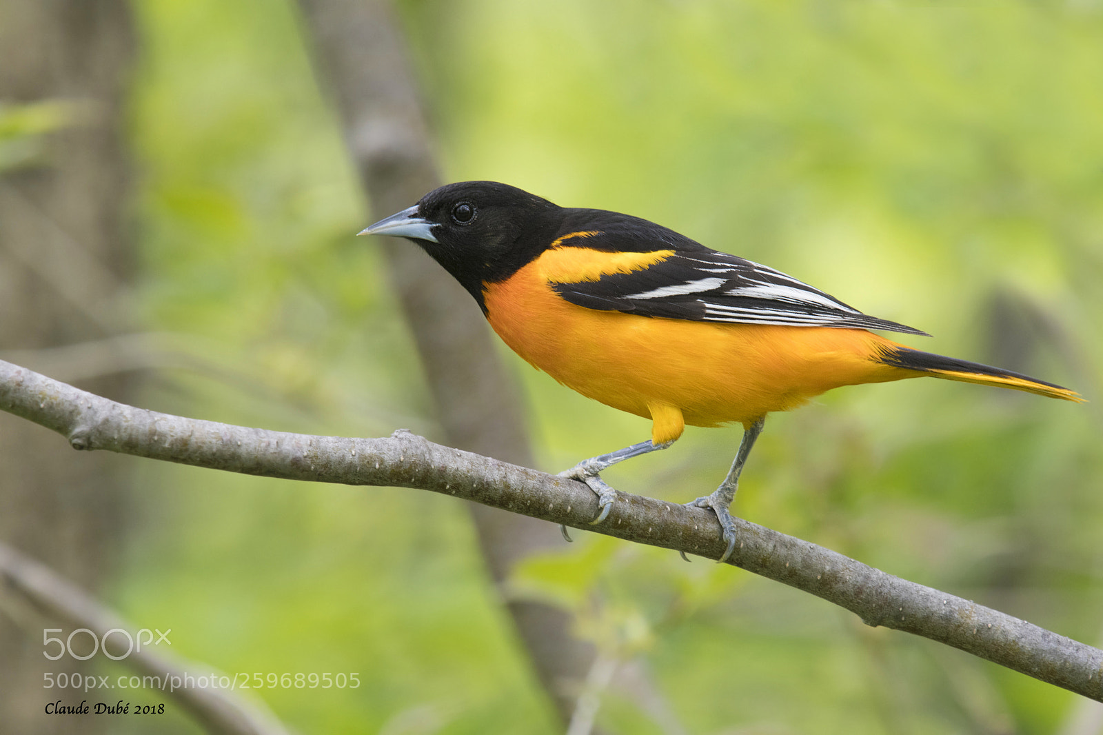 Nikon D500 sample photo. Oriole de baltimore baltimore photography