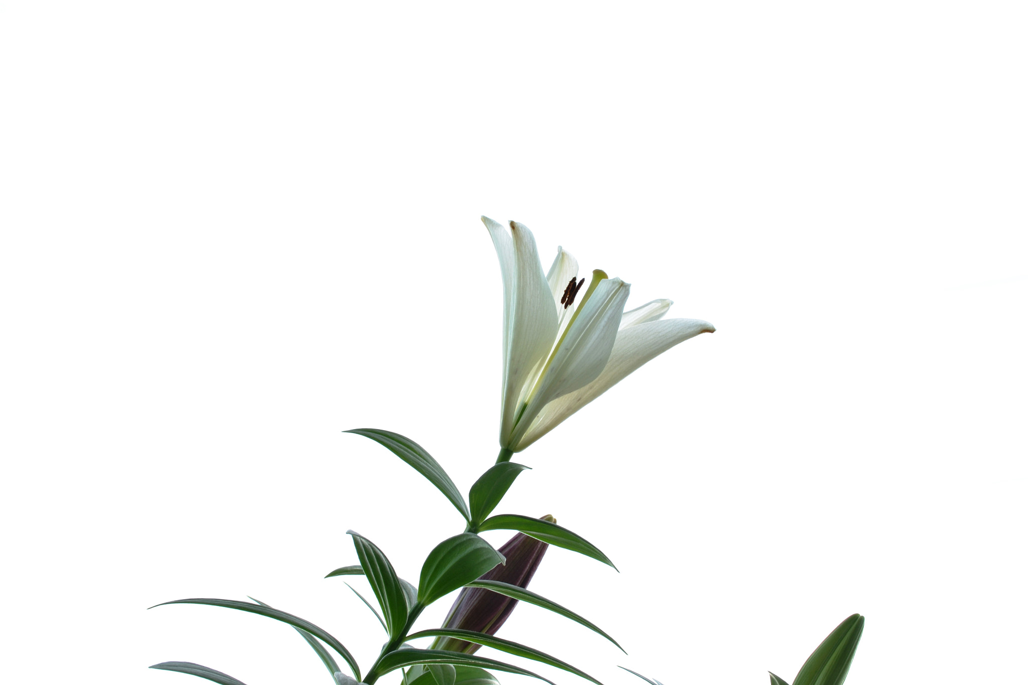 Nikon D3100 sample photo. White-1 photography