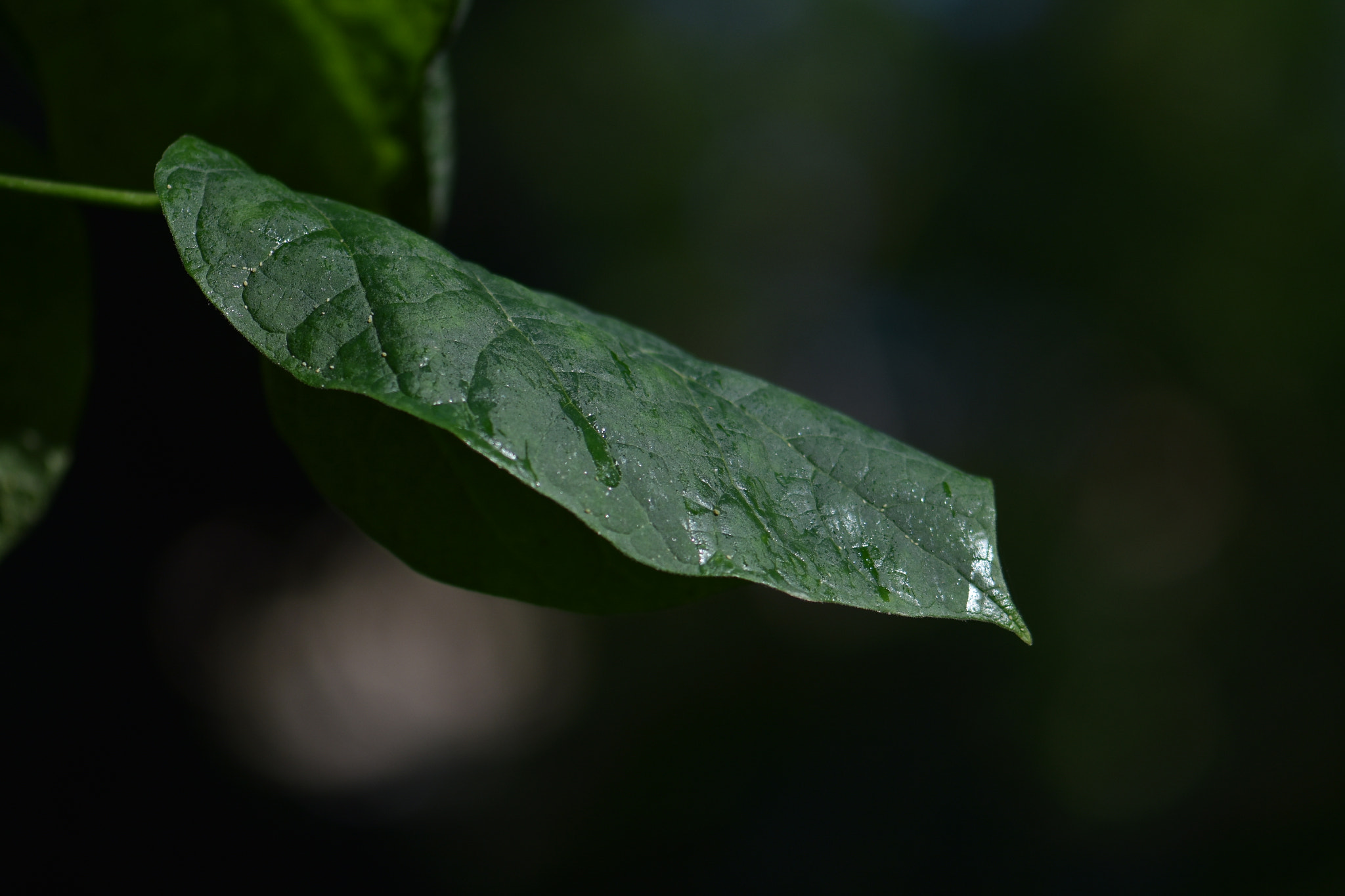 Nikon D7200 + Nikon AF-S Micro-Nikkor 105mm F2.8G IF-ED VR sample photo. Leaf . . , photography