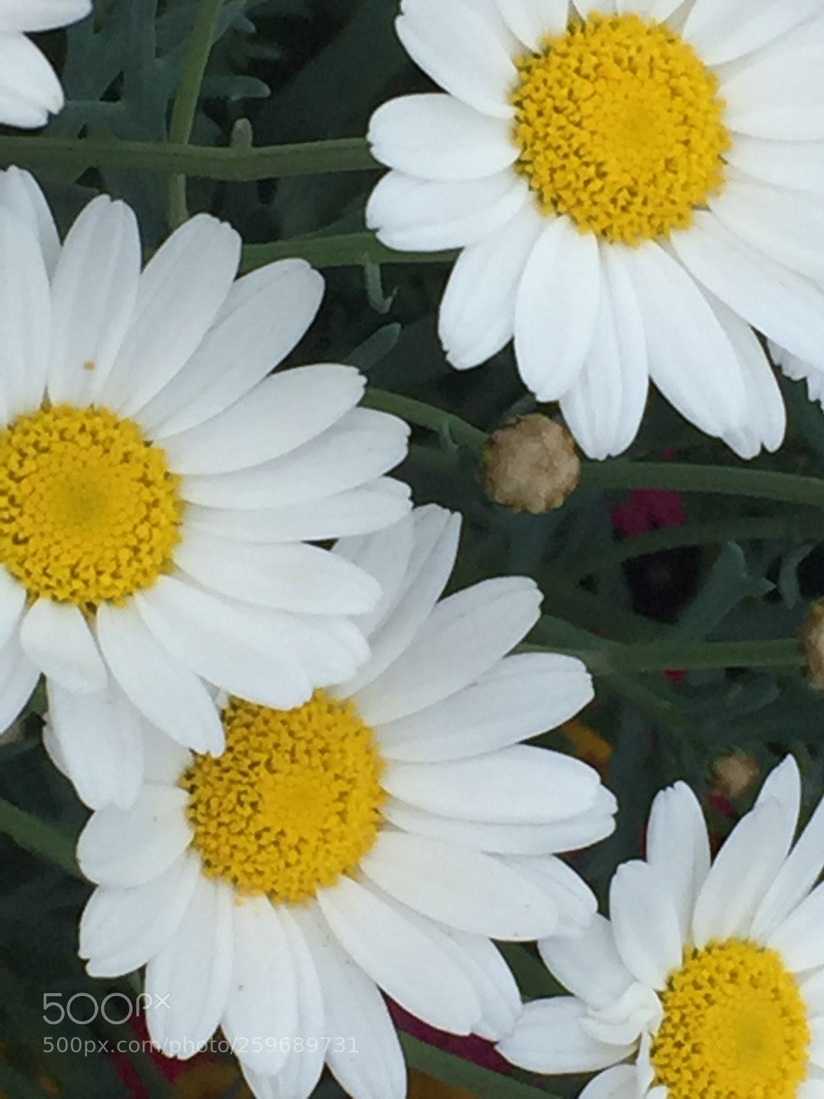 Apple iPhone 6 sample photo. Untitled photography