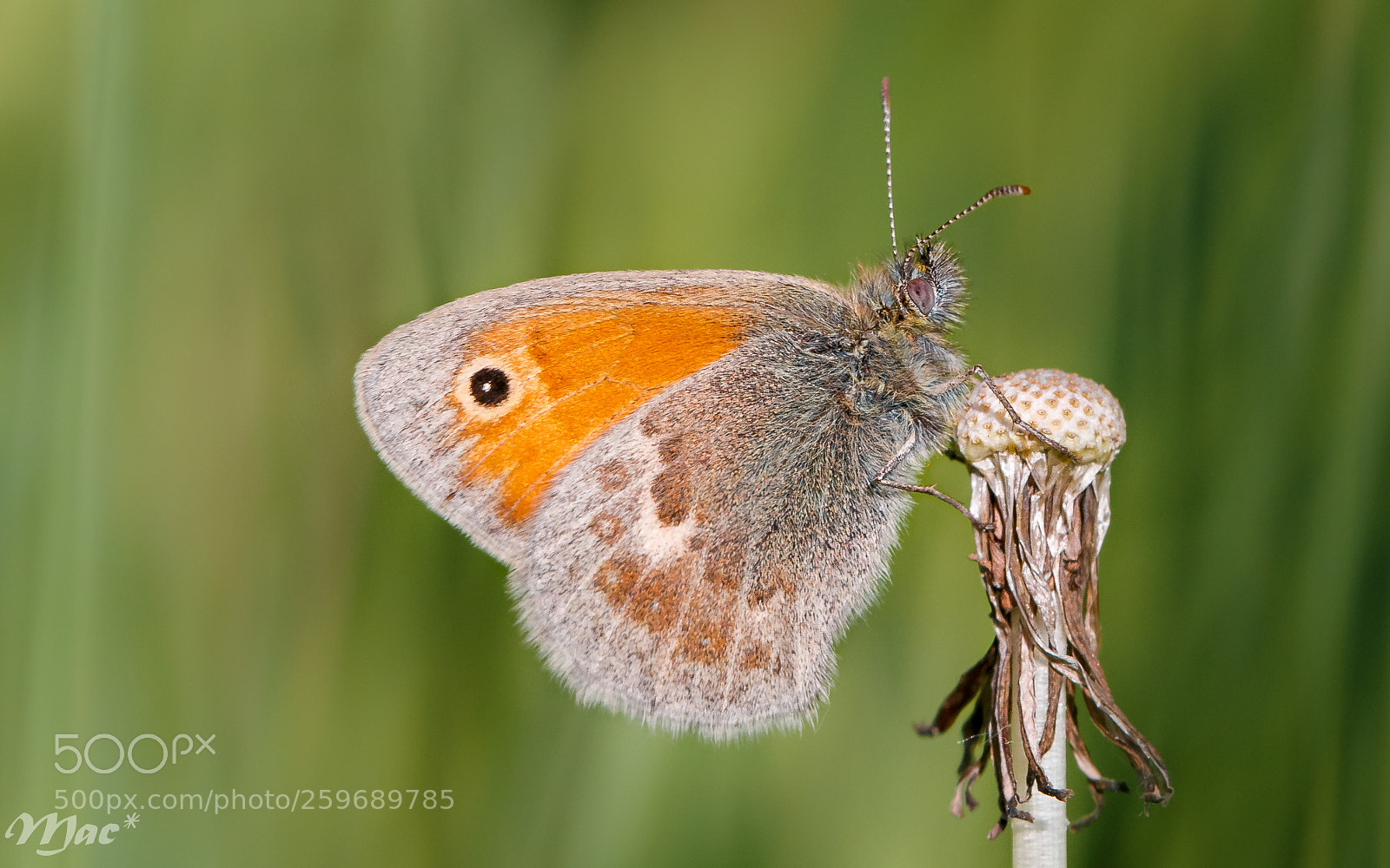 Canon EOS 70D sample photo. Small heath--hooibeestje photography