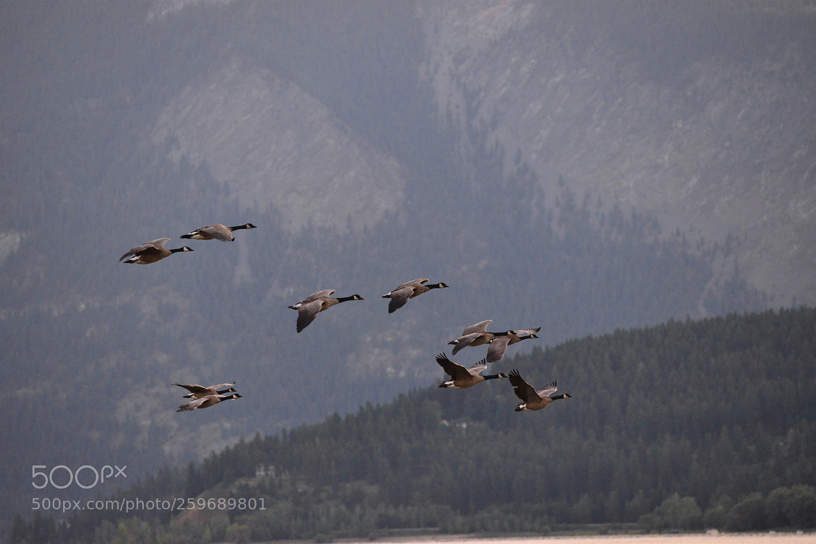 Nikon D610 sample photo. Morning at salmon arm photography