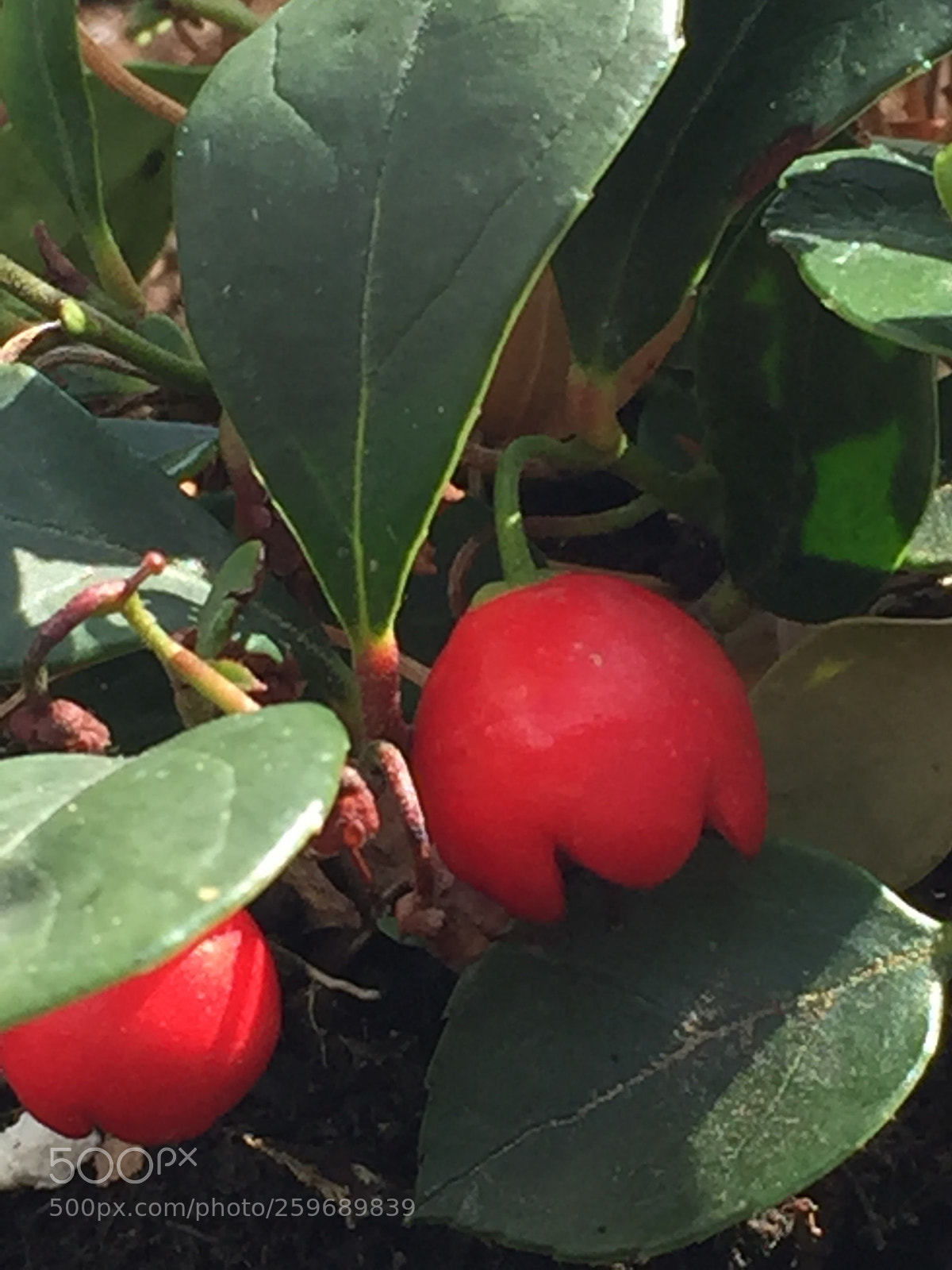 Apple iPhone 6 sample photo. Untitled photography