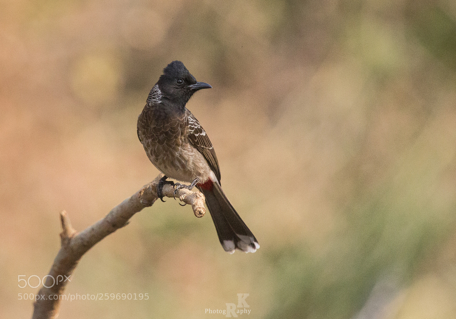 Canon EOS 600D (Rebel EOS T3i / EOS Kiss X5) sample photo. Red vented bulbul photography