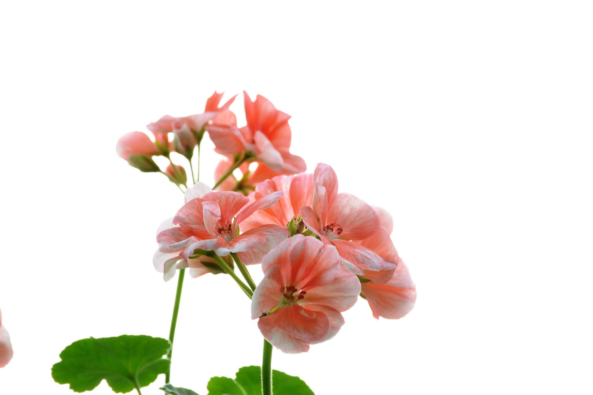 Nikon D3100 sample photo. White-2 photography