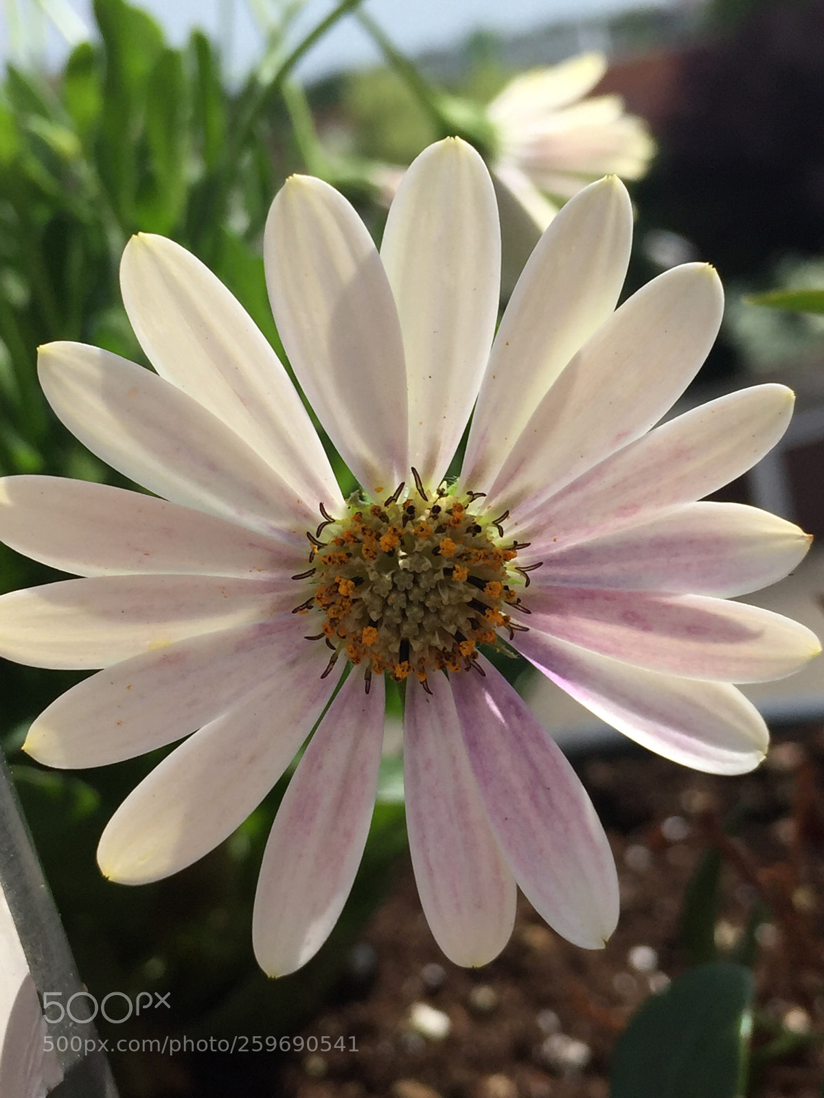 Apple iPhone 6 sample photo. Untitled photography