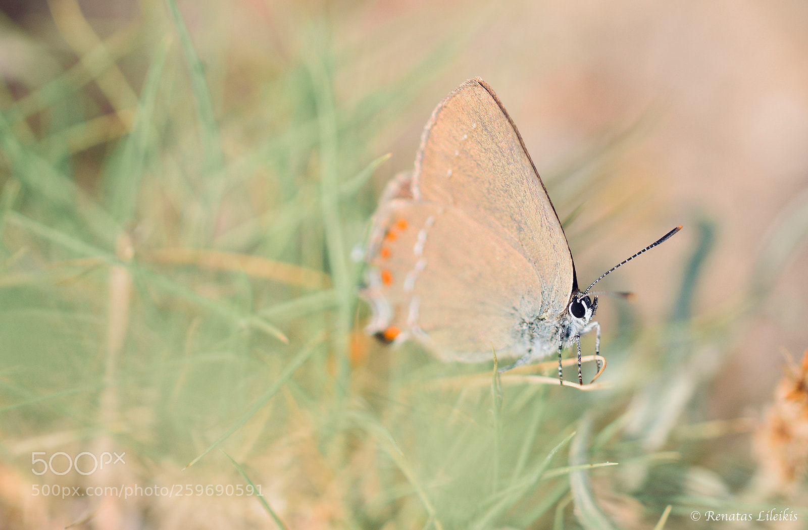 Nikon D7100 sample photo. Butterfly photography