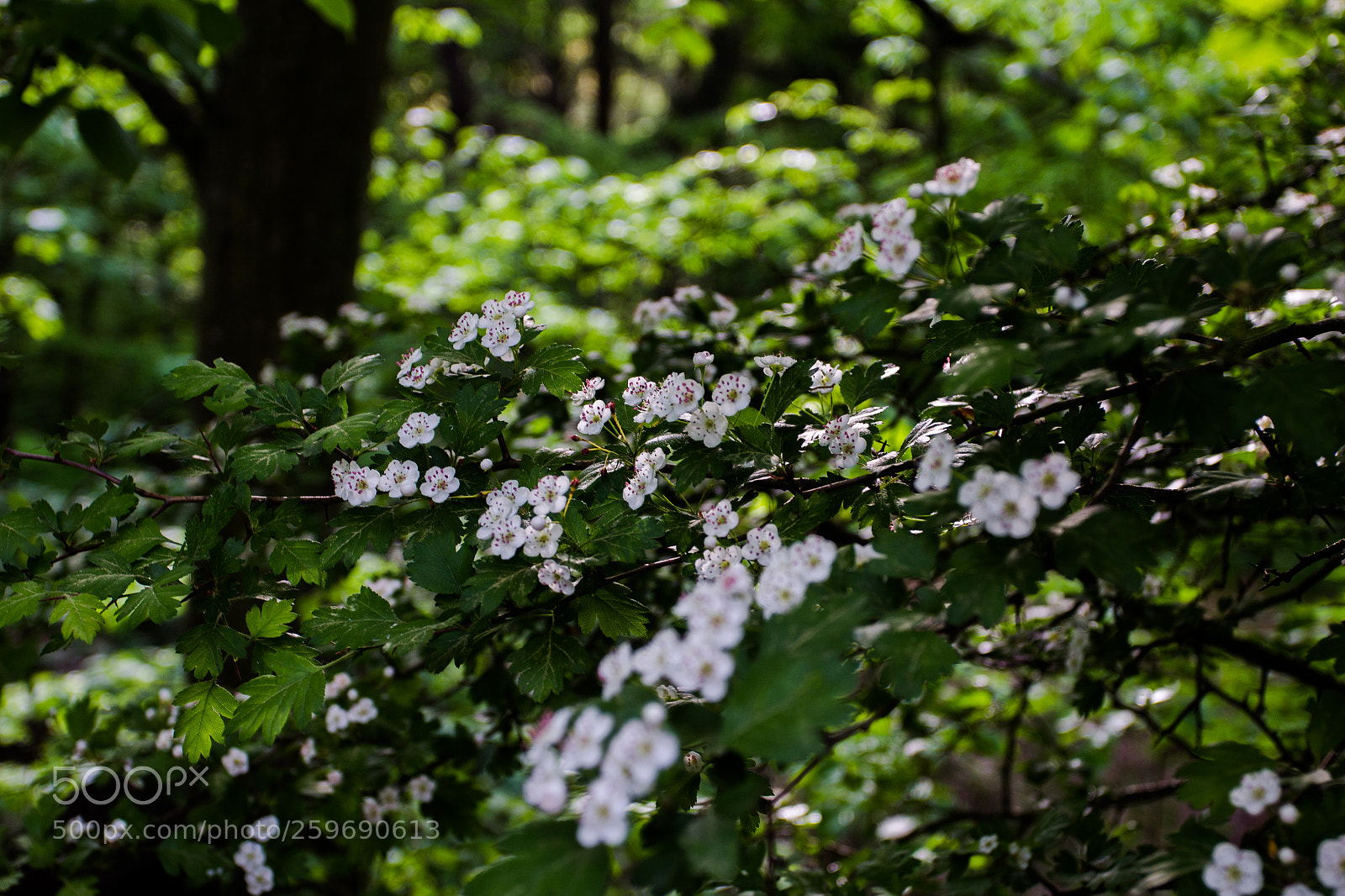 Canon EOS 600D (Rebel EOS T3i / EOS Kiss X5) sample photo. May trip photography