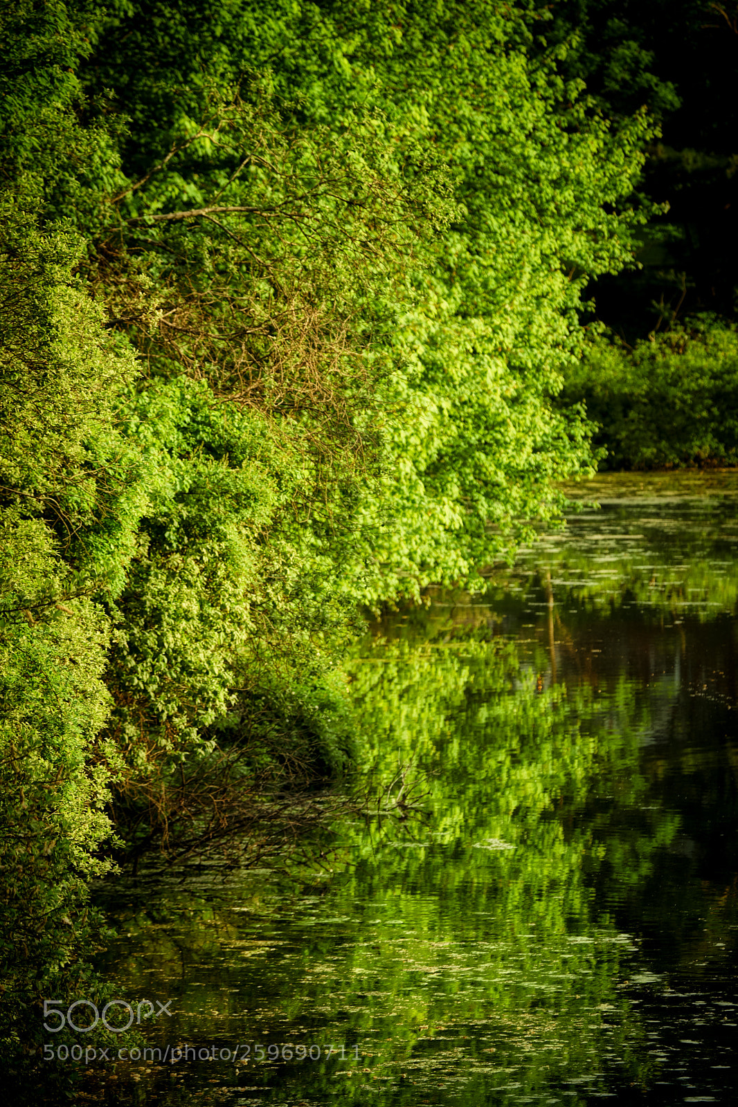 Fujifilm X-T2 sample photo. Green photography
