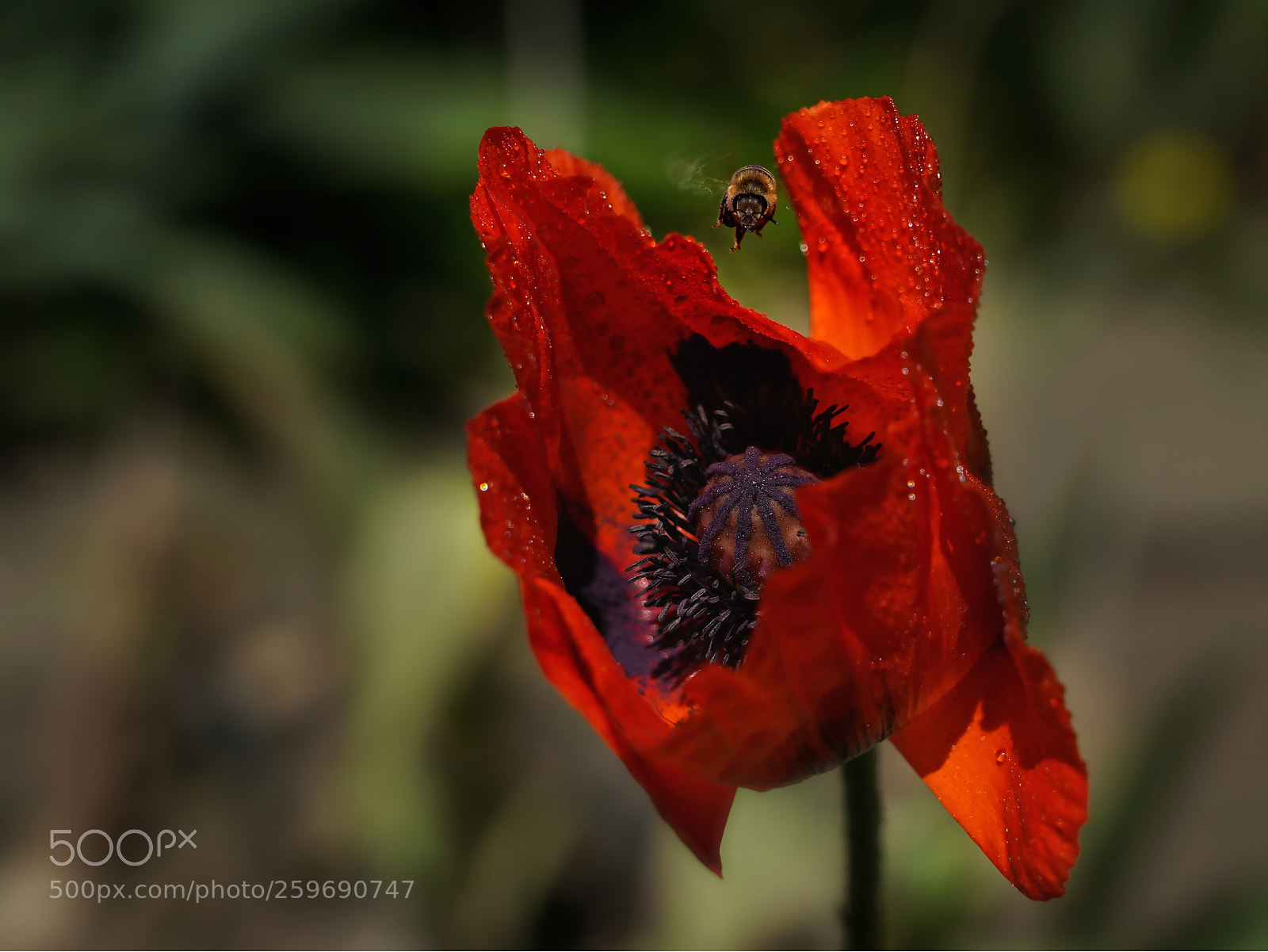 Sony a7 III sample photo. Papaver rhoeas photography