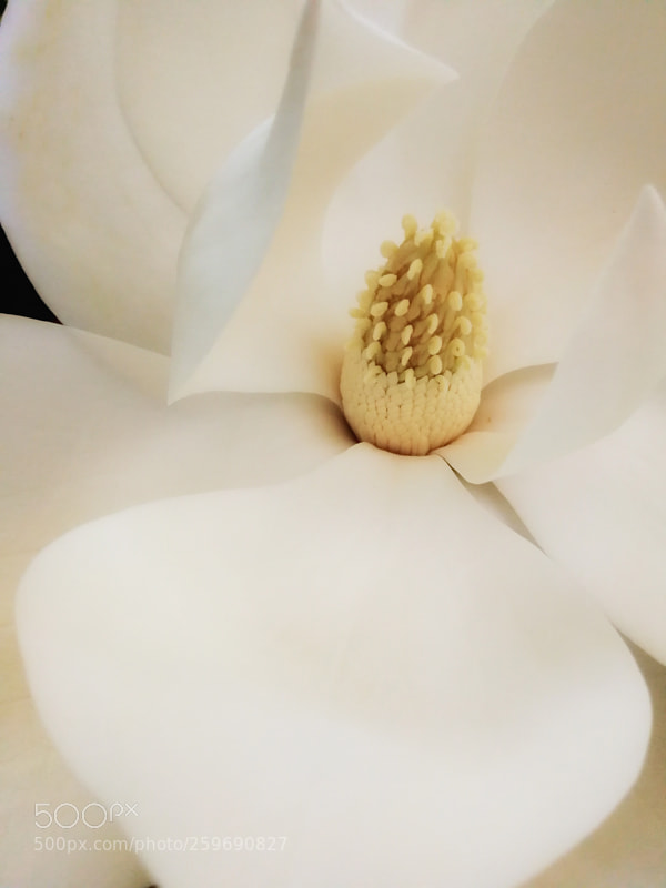 HUAWEI Mate 9 sample photo. Magnolia grandiflora linn photography