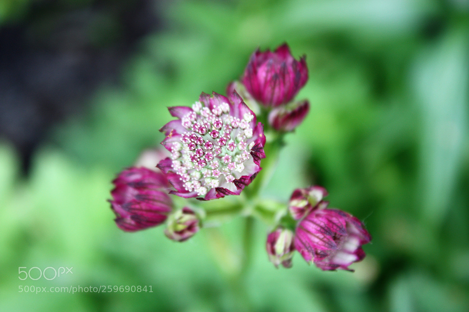 Canon EOS 450D (EOS Rebel XSi / EOS Kiss X2) sample photo. () photography