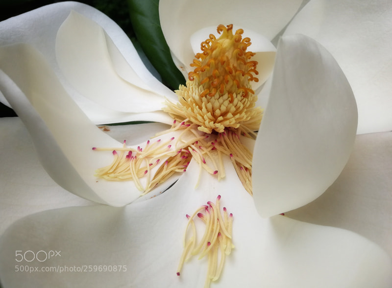 HUAWEI Mate 9 sample photo. Magnolia grandiflora linn photography
