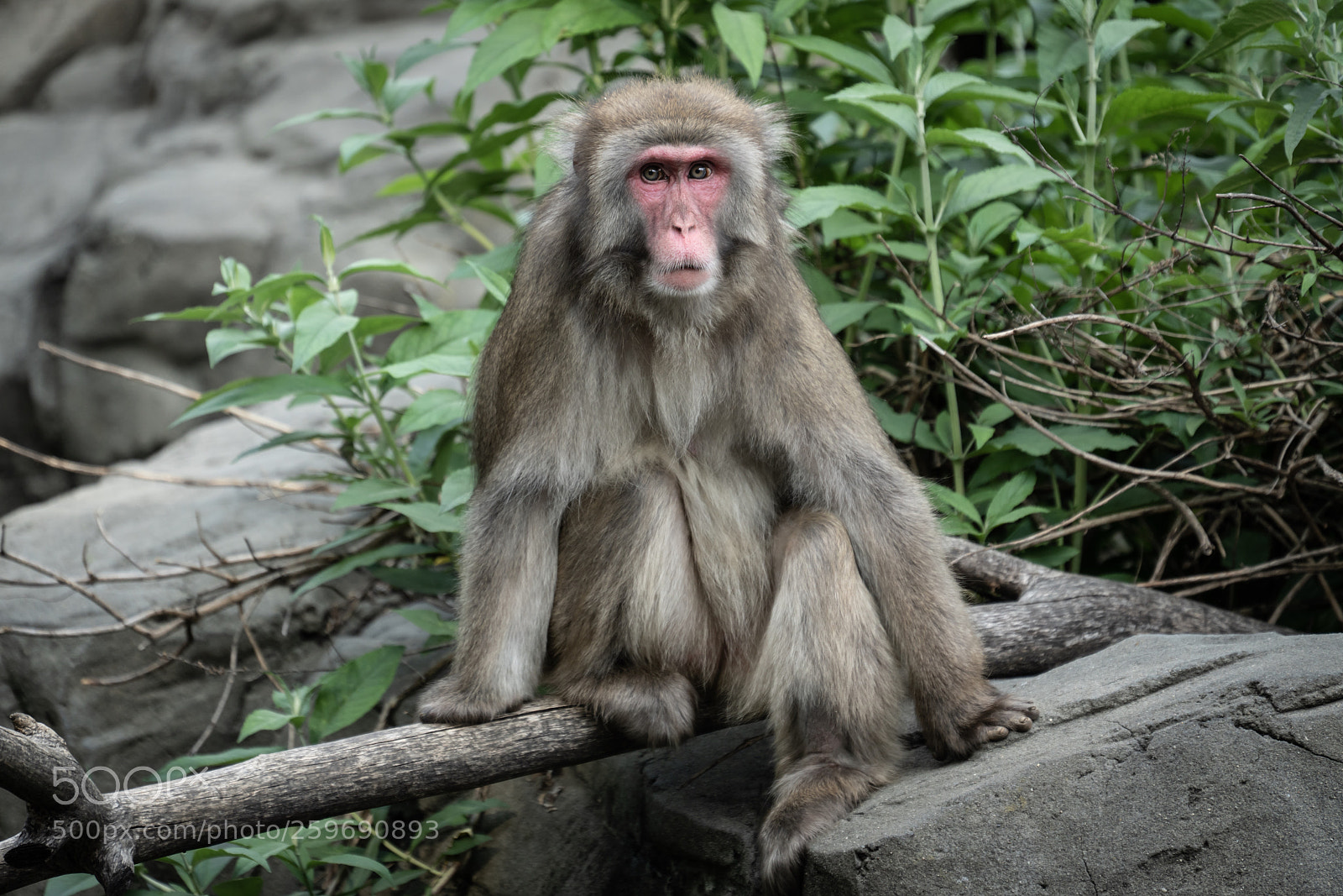 Sony a7R III sample photo. Snow monkey photography