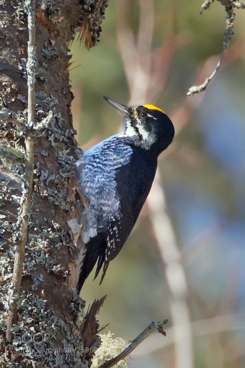 Canon EOS-1D X sample photo. Black-backed woodpecker 0220 photography
