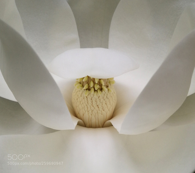 HUAWEI Mate 9 sample photo. Magnolia grandiflora linn photography