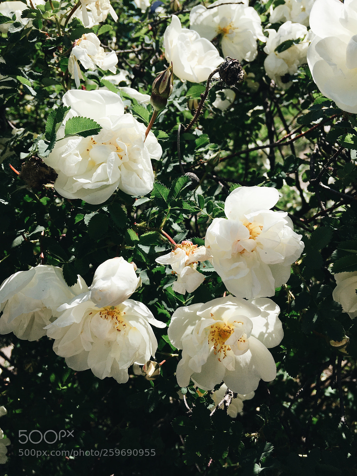 Apple iPhone SE sample photo. White roses photography