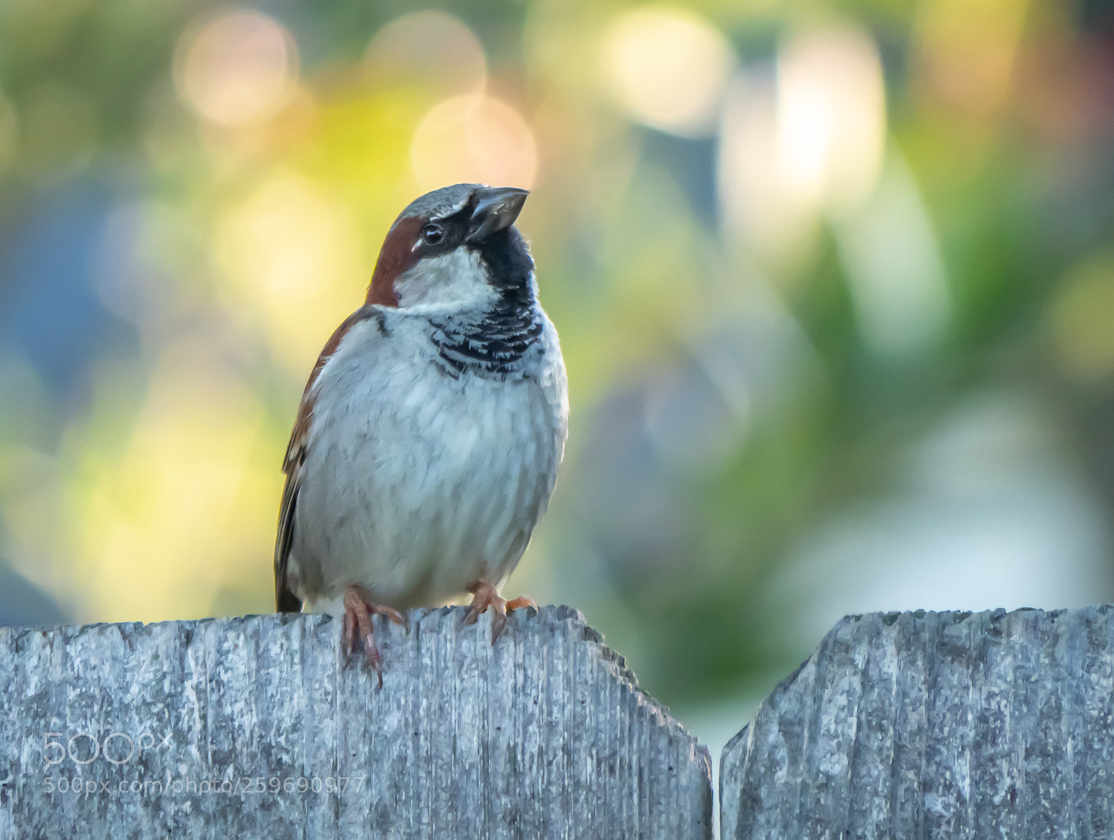 Olympus OM-D E-M1 Mark II sample photo. Sparrow photography