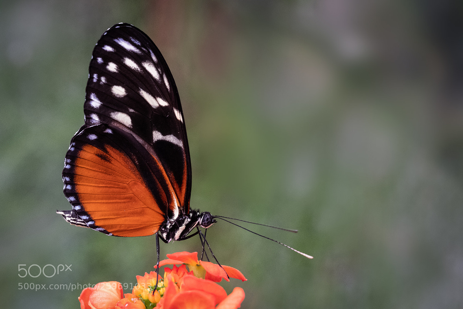Fujifilm X-T2 sample photo. Butterfly on flower photography