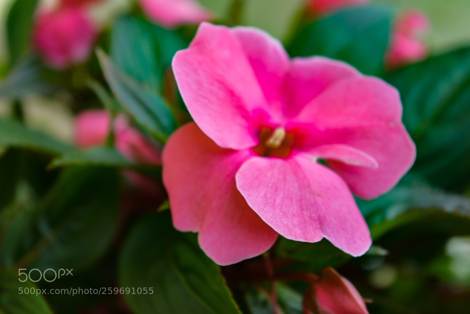 Nikon D5300 sample photo. Flowers photography