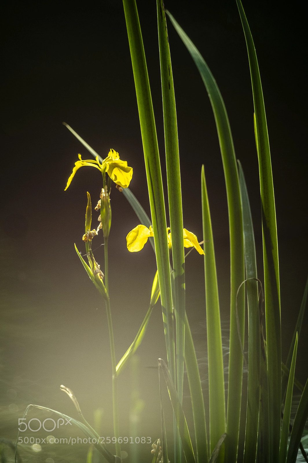 Pentax K-3 sample photo. Reflexion of light on photography