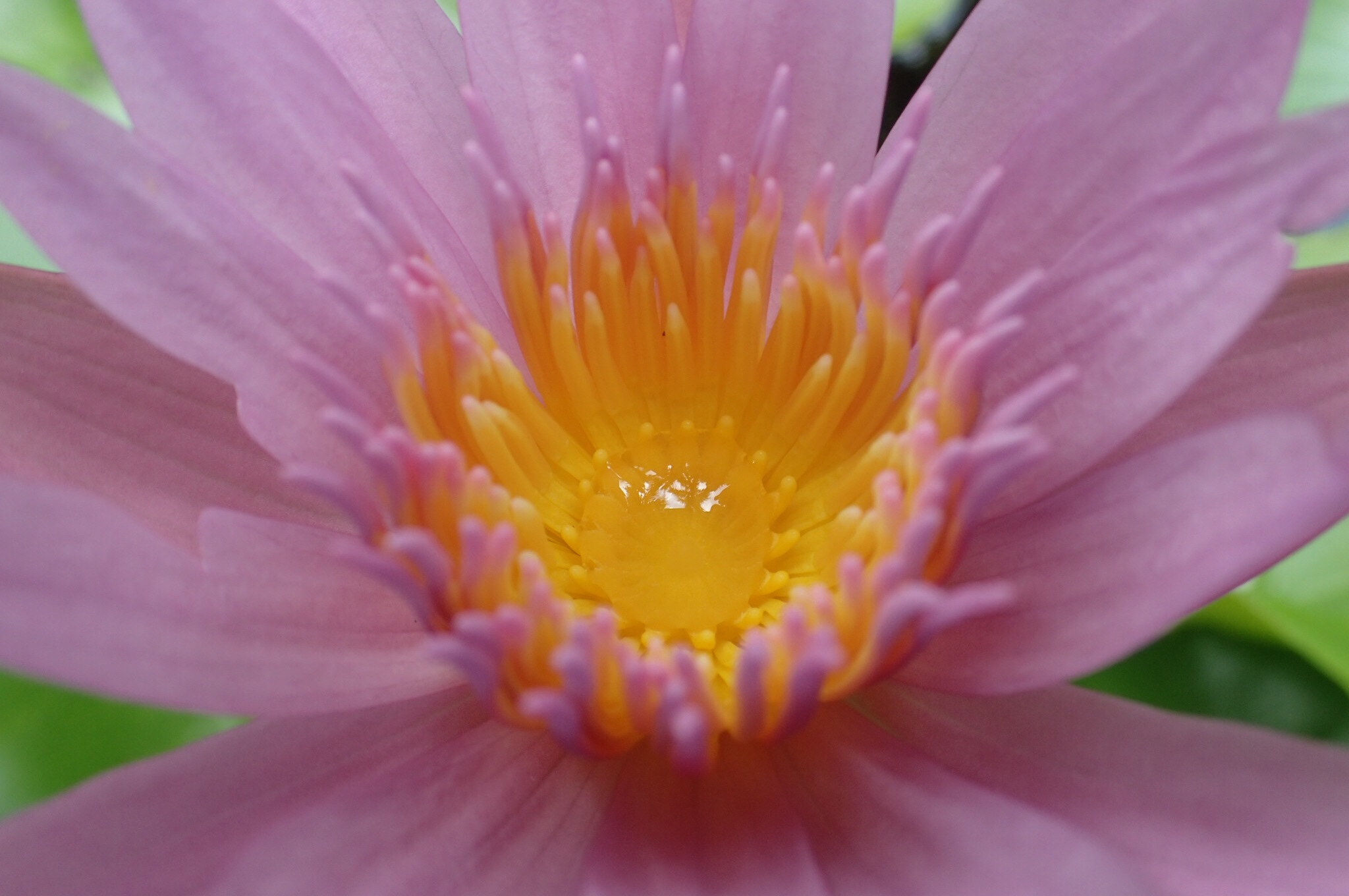Olympus TG-4 sample photo.  the lotus photography