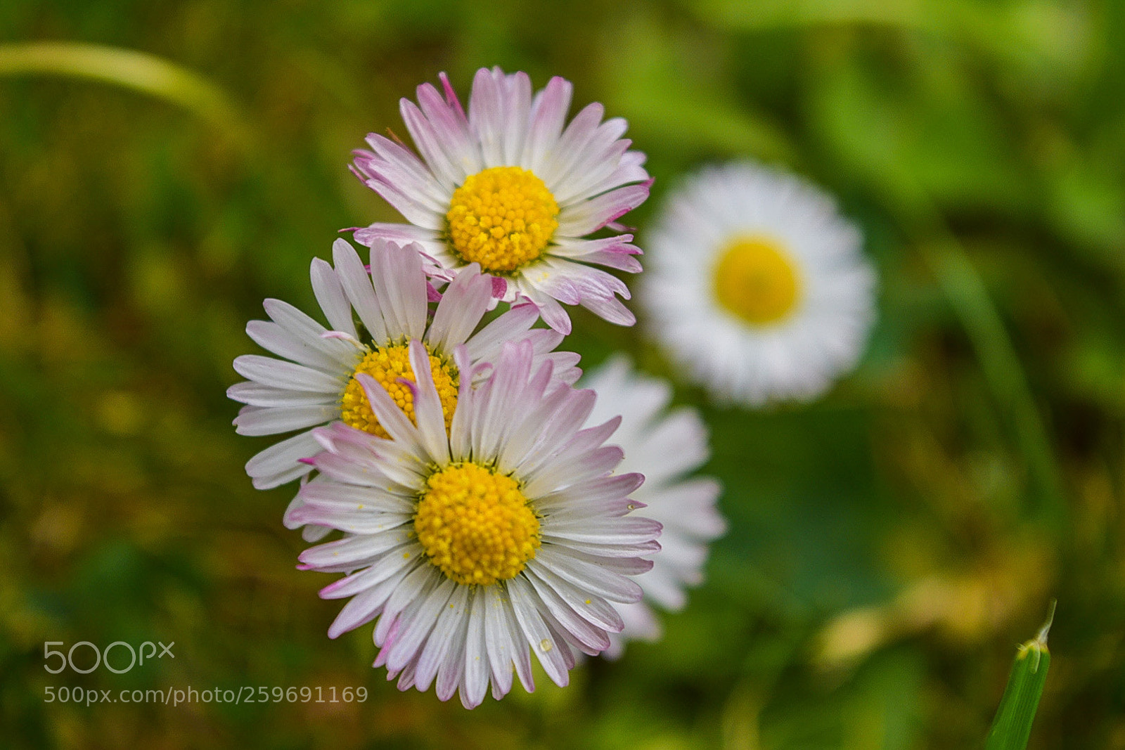 Nikon D5300 sample photo. Flower photography
