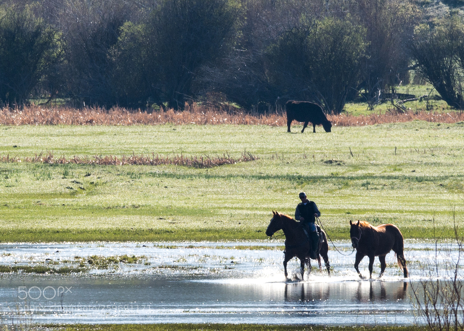 Nikon D7100 sample photo. Cowboys 2 photography