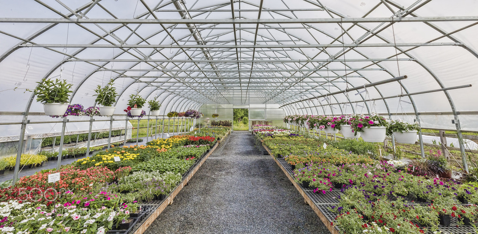 Canon EOS 5D Mark IV sample photo. Greenhouse photography