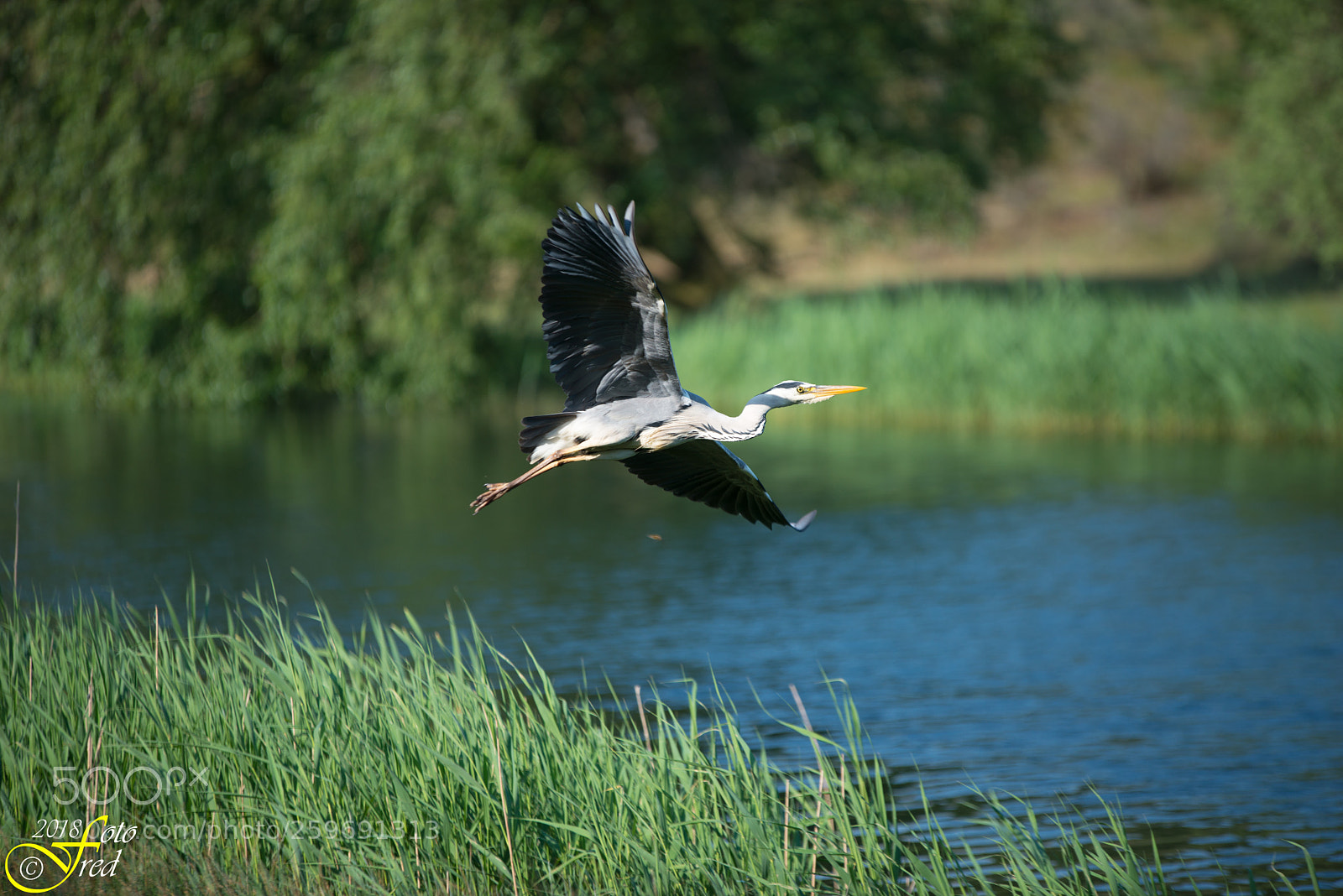 Nikon D800 sample photo. Heron in flight photography
