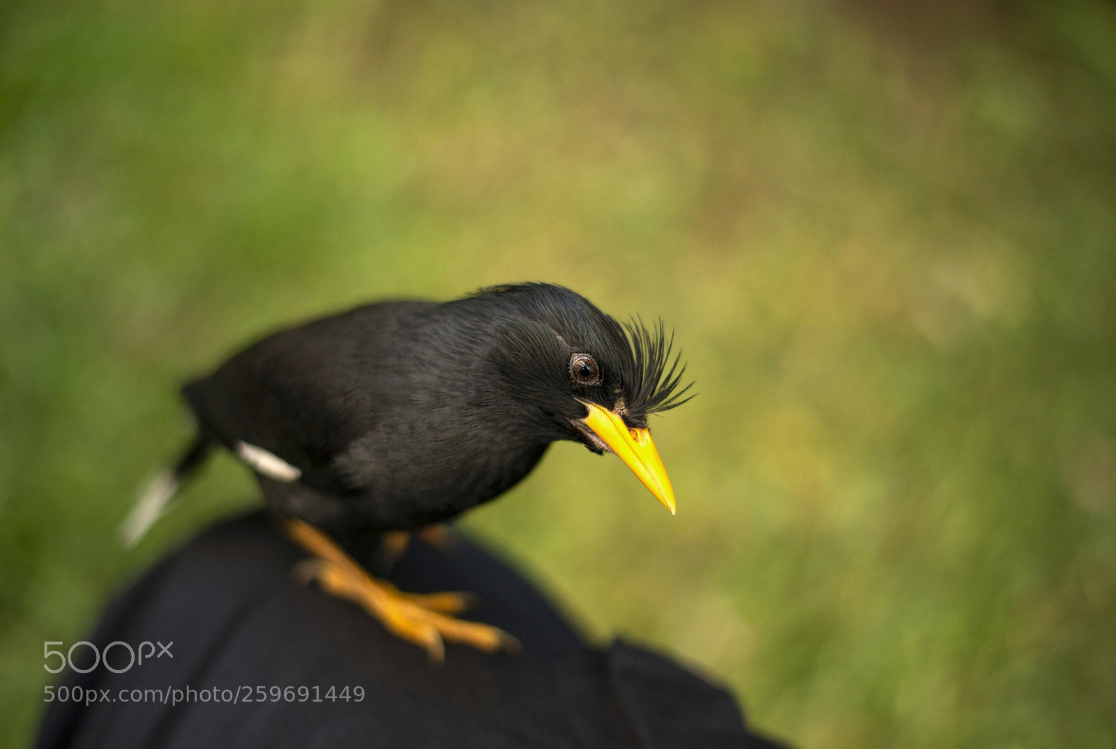 Nikon D610 sample photo. My pet , นกเอี้ยง photography