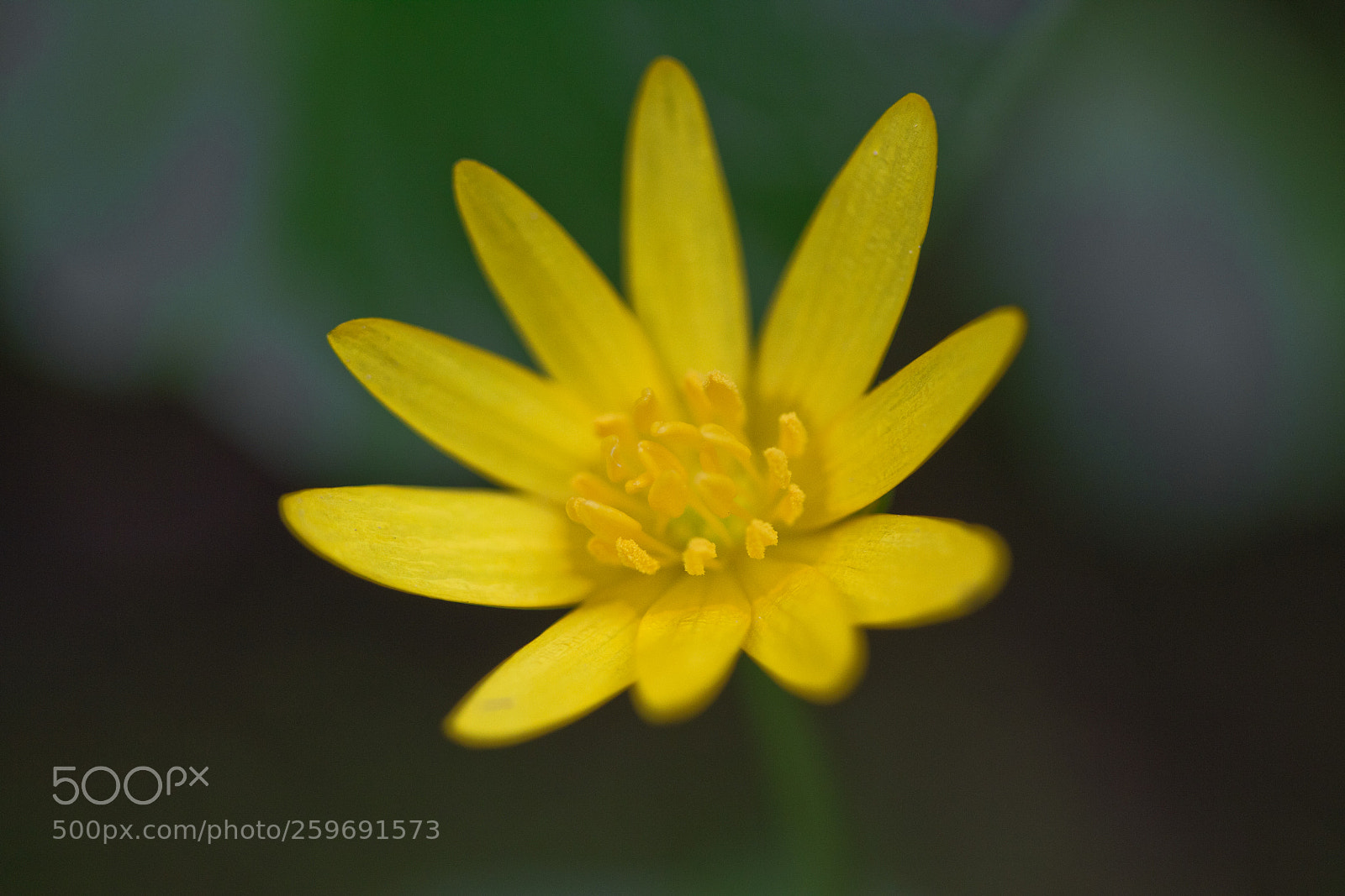 Canon EOS 60D sample photo. Scharbockskraut ficaria verna, syn photography