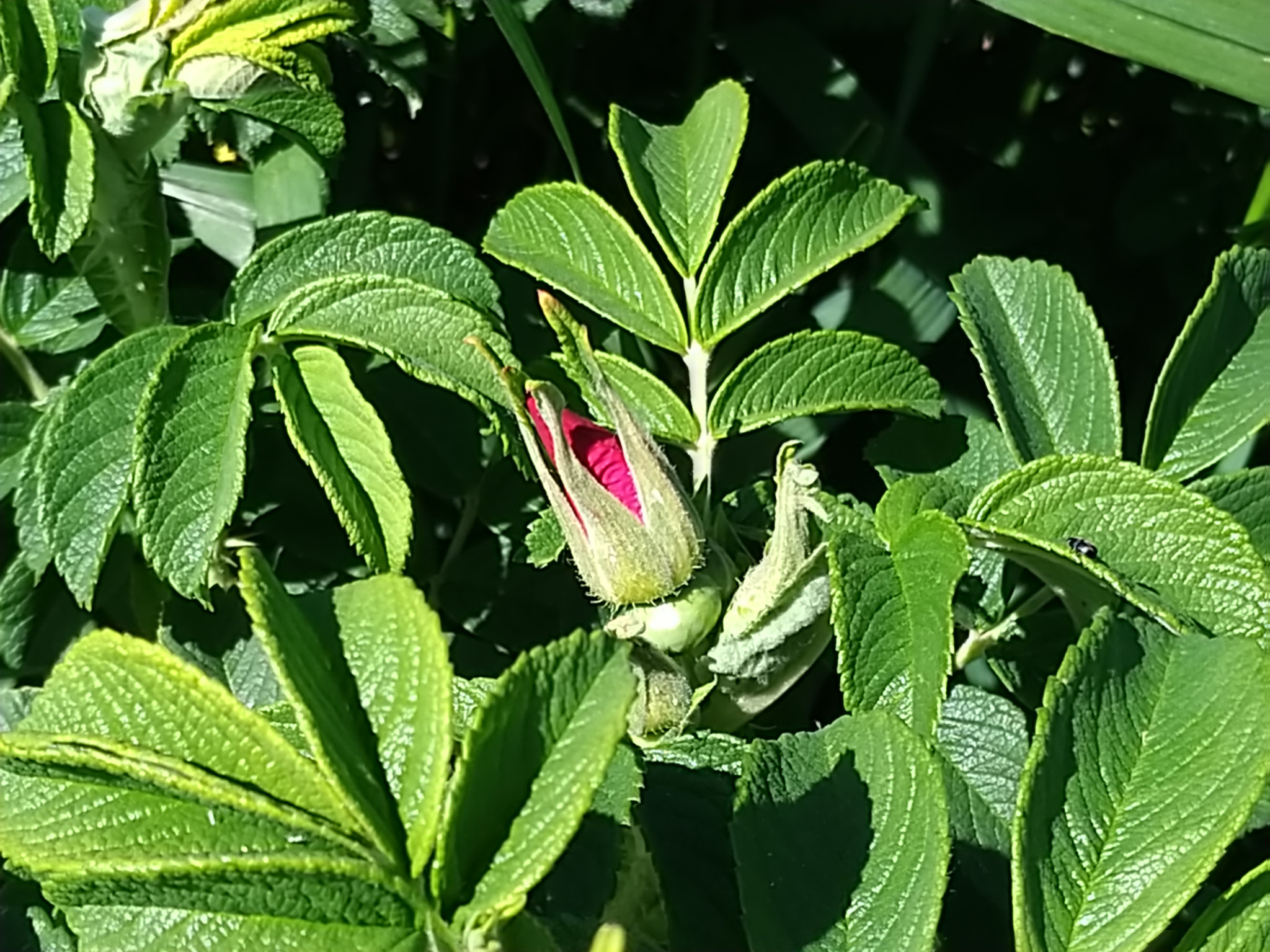 ASUS ZenFone 4 (ZE554KL) sample photo