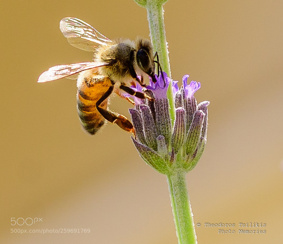 Nikon D7200 sample photo. Bee photography