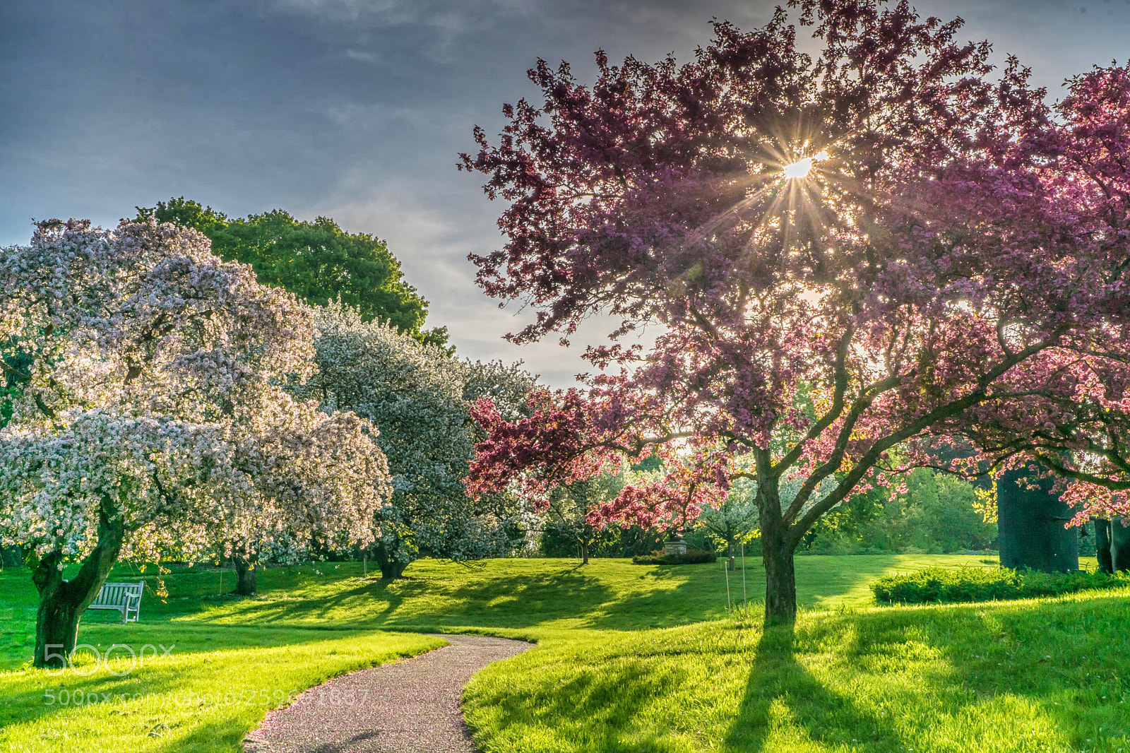 Sony ILCA-77M2 sample photo. Sunlight through crab apple photography