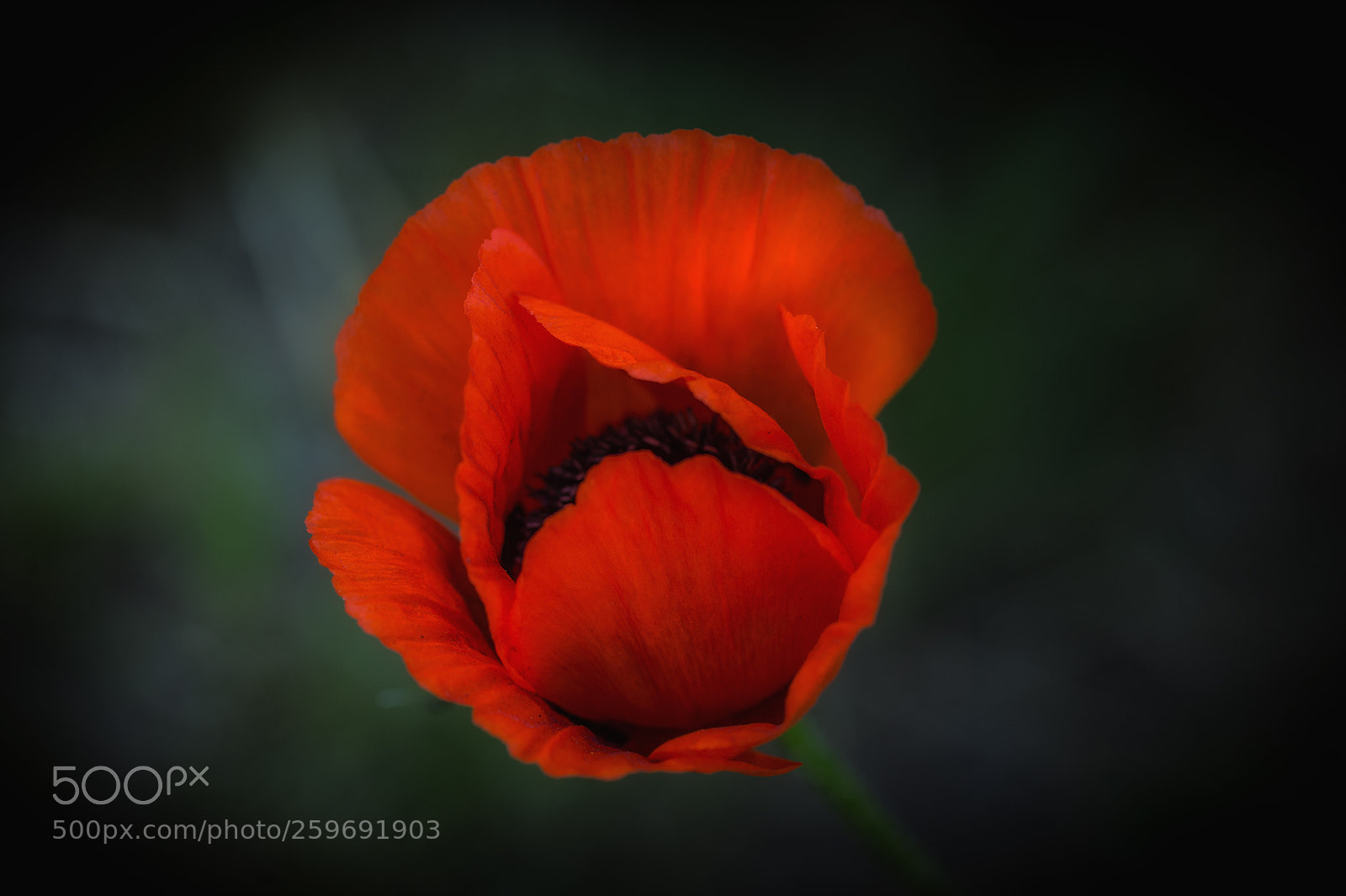 Nikon D4 sample photo. Poppy maximal photography