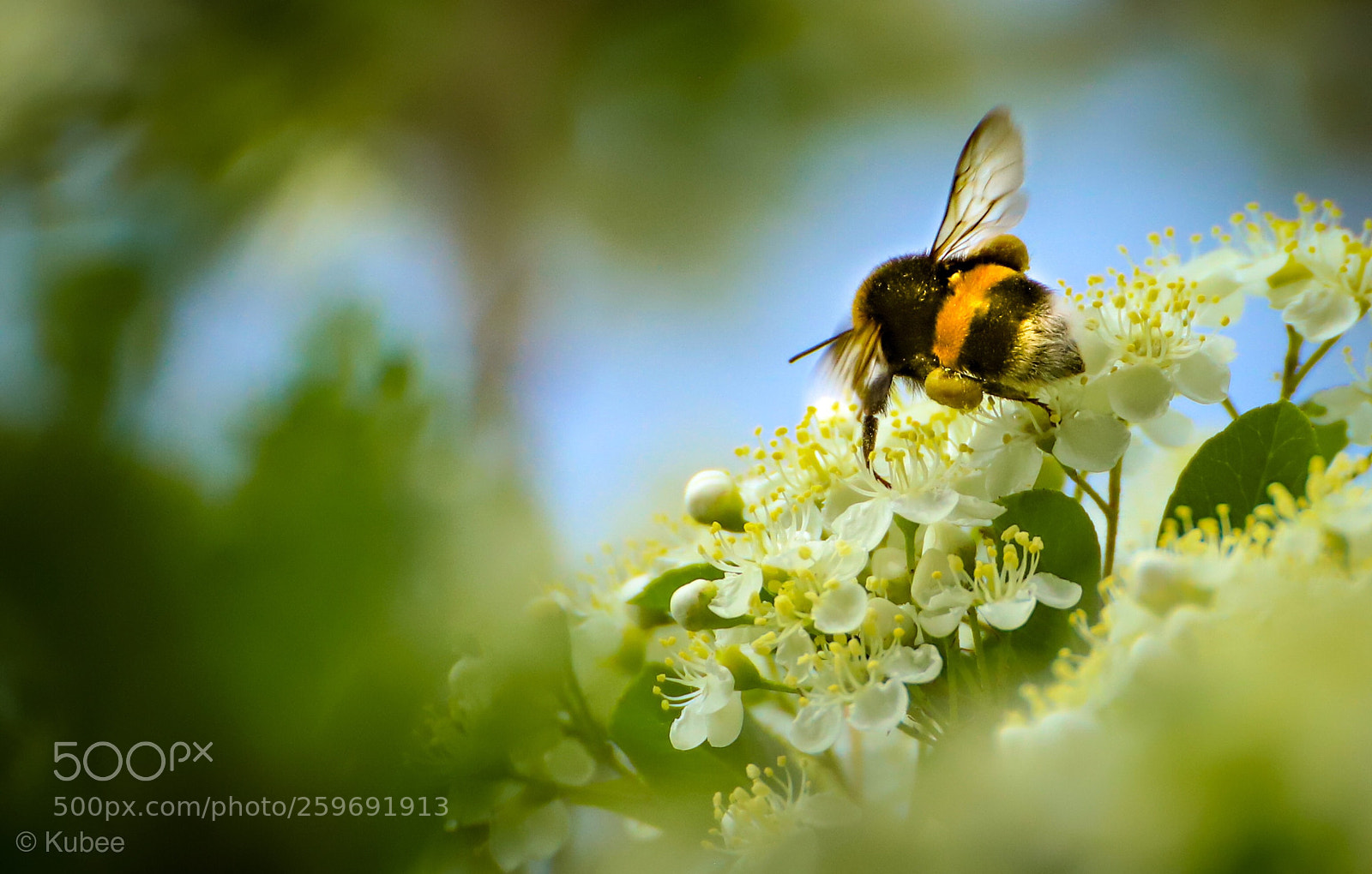 Canon EOS 6D Mark II sample photo. Bumblebee enjoying photography