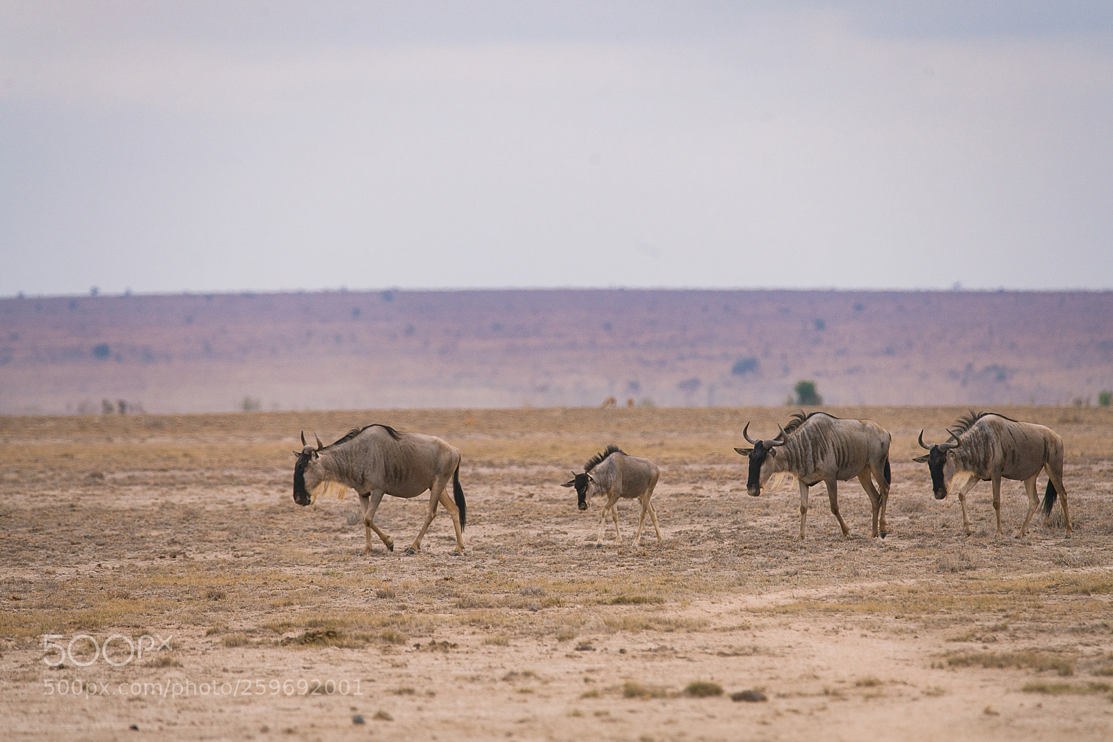 Sony a99 II sample photo. Wildebeest photography