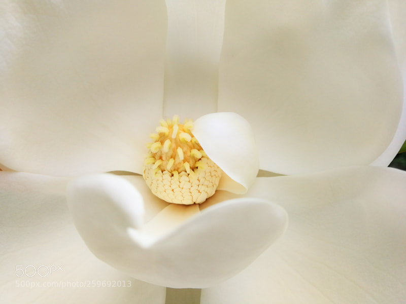 HUAWEI Mate 9 sample photo. Magnolia grandiflora linn photography