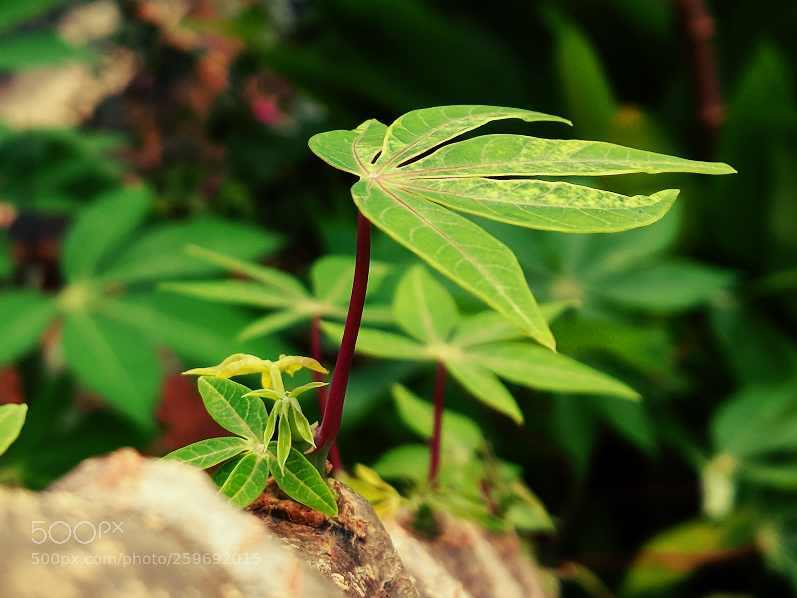 Xiaomi Mi A1 sample photo. Tapioca leaf photography