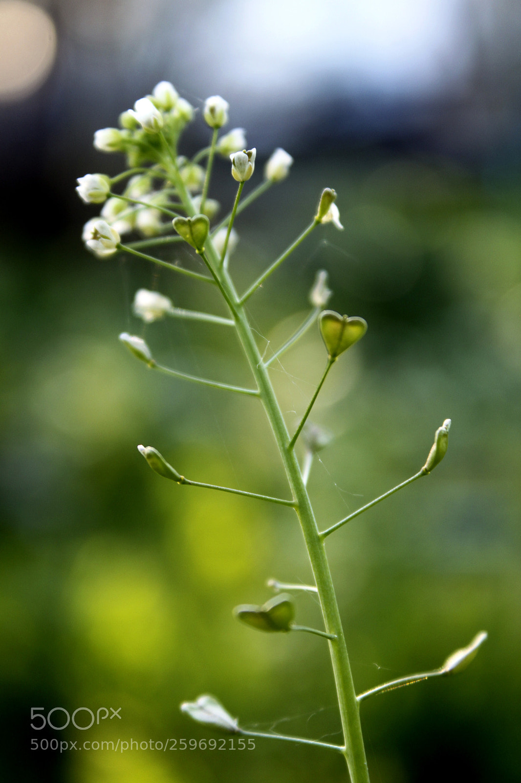 Canon EOS 500D (EOS Rebel T1i / EOS Kiss X3) sample photo. Capsella bursa-pastoris photography
