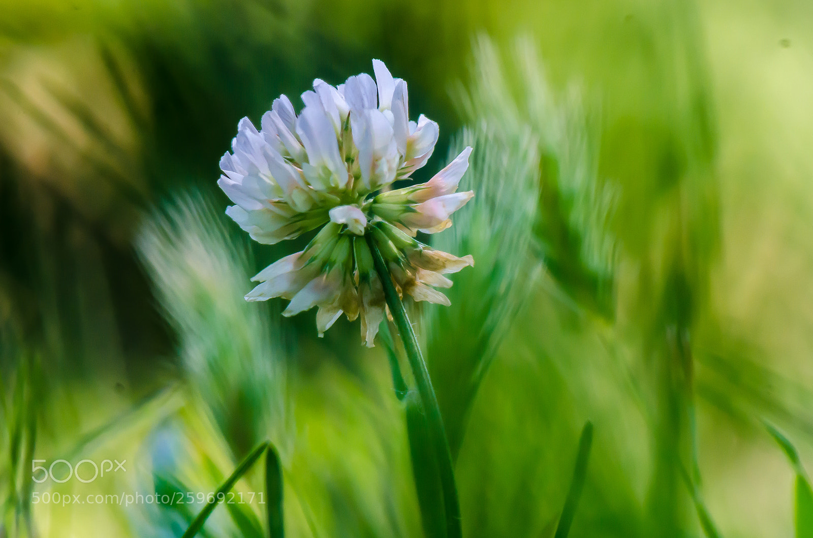 Nikon D7000 sample photo. Green wave photography