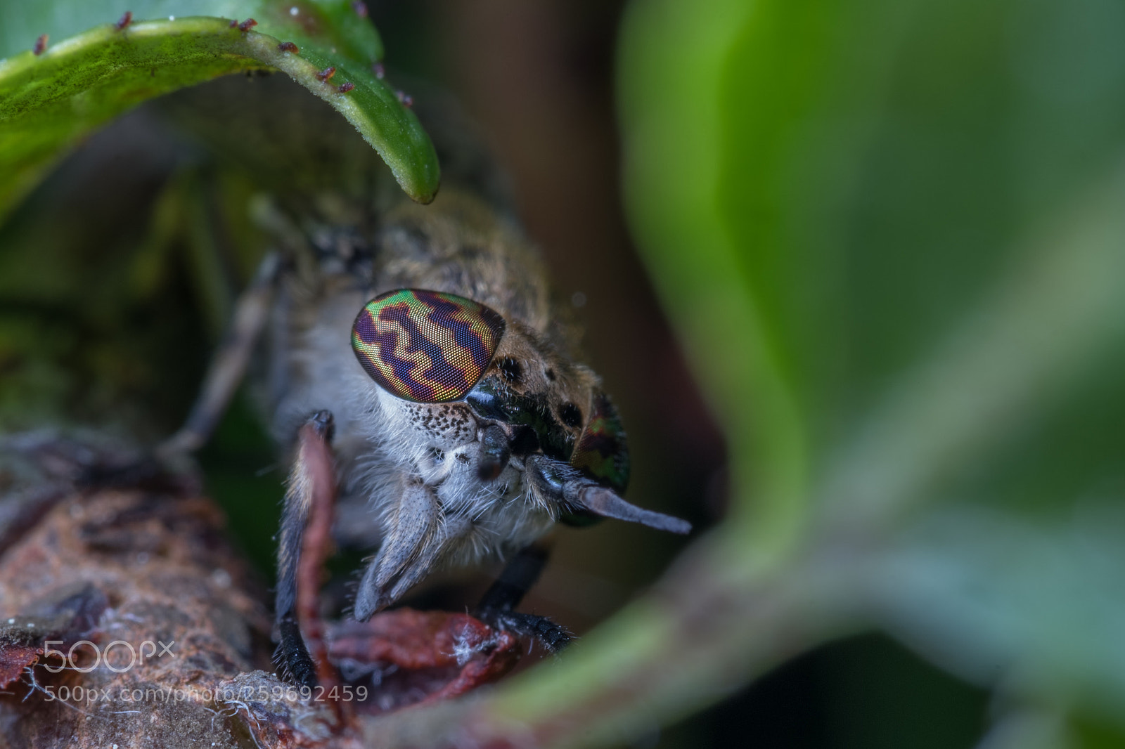 Fujifilm X-T2 sample photo. Tabanidae photography