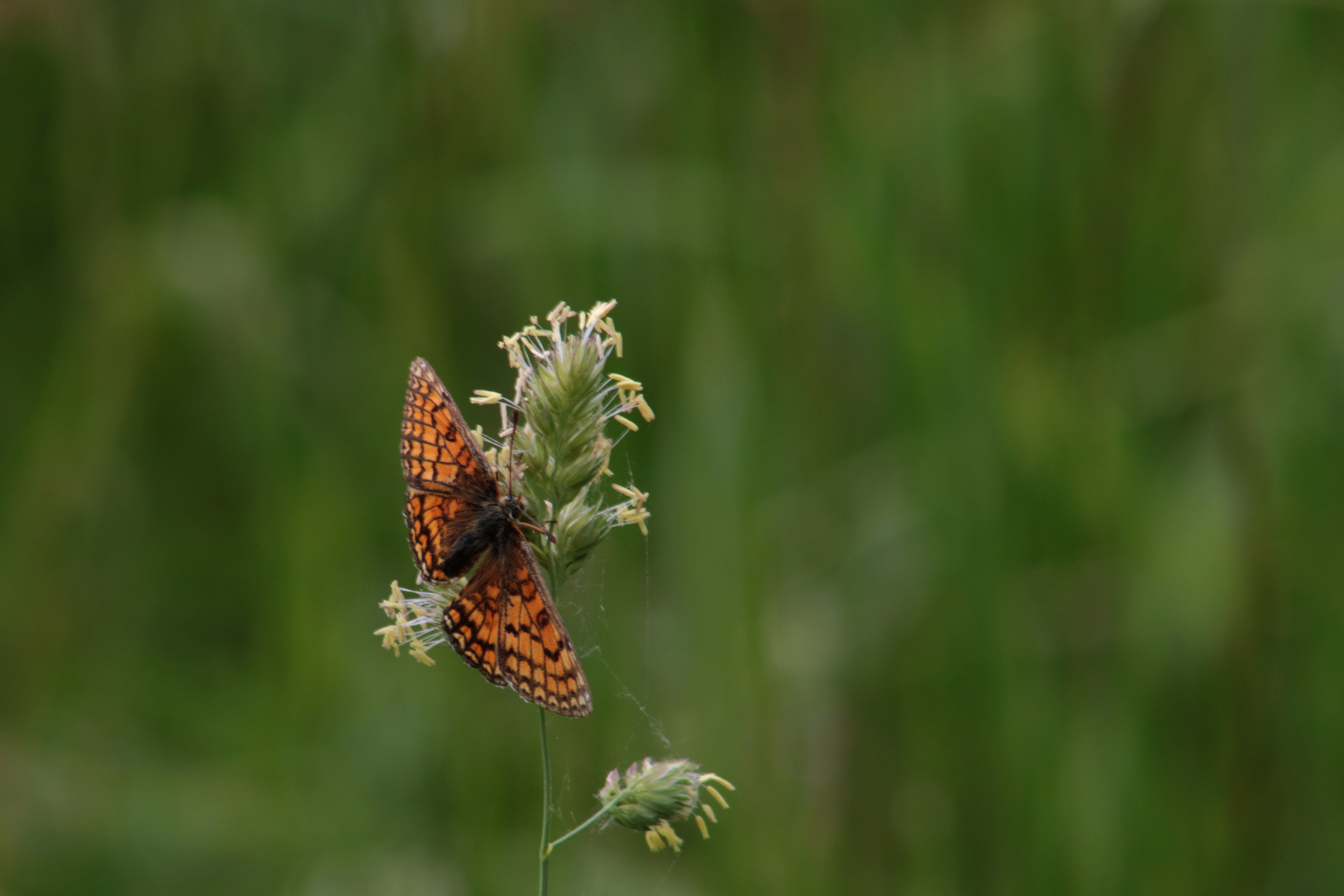 Canon EF 75-300mm f/4-5.6 sample photo. Opened wings photography